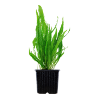 Tropica Microsorum pteropus - Potted XL