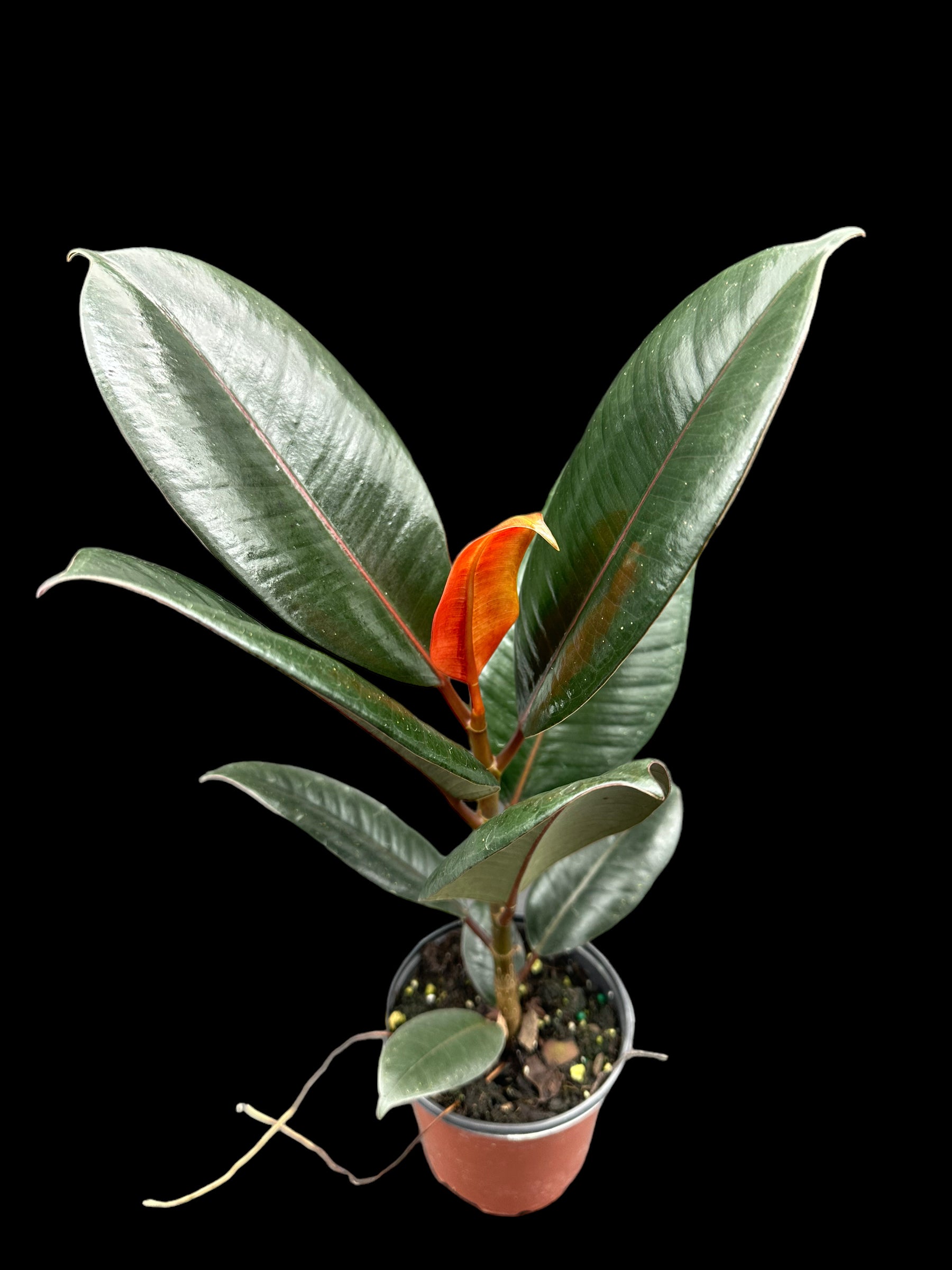 Ficus elastica Burgundy