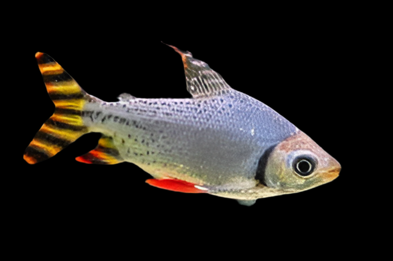 Prochilodus à queue large (Semaprochilodus insignis)