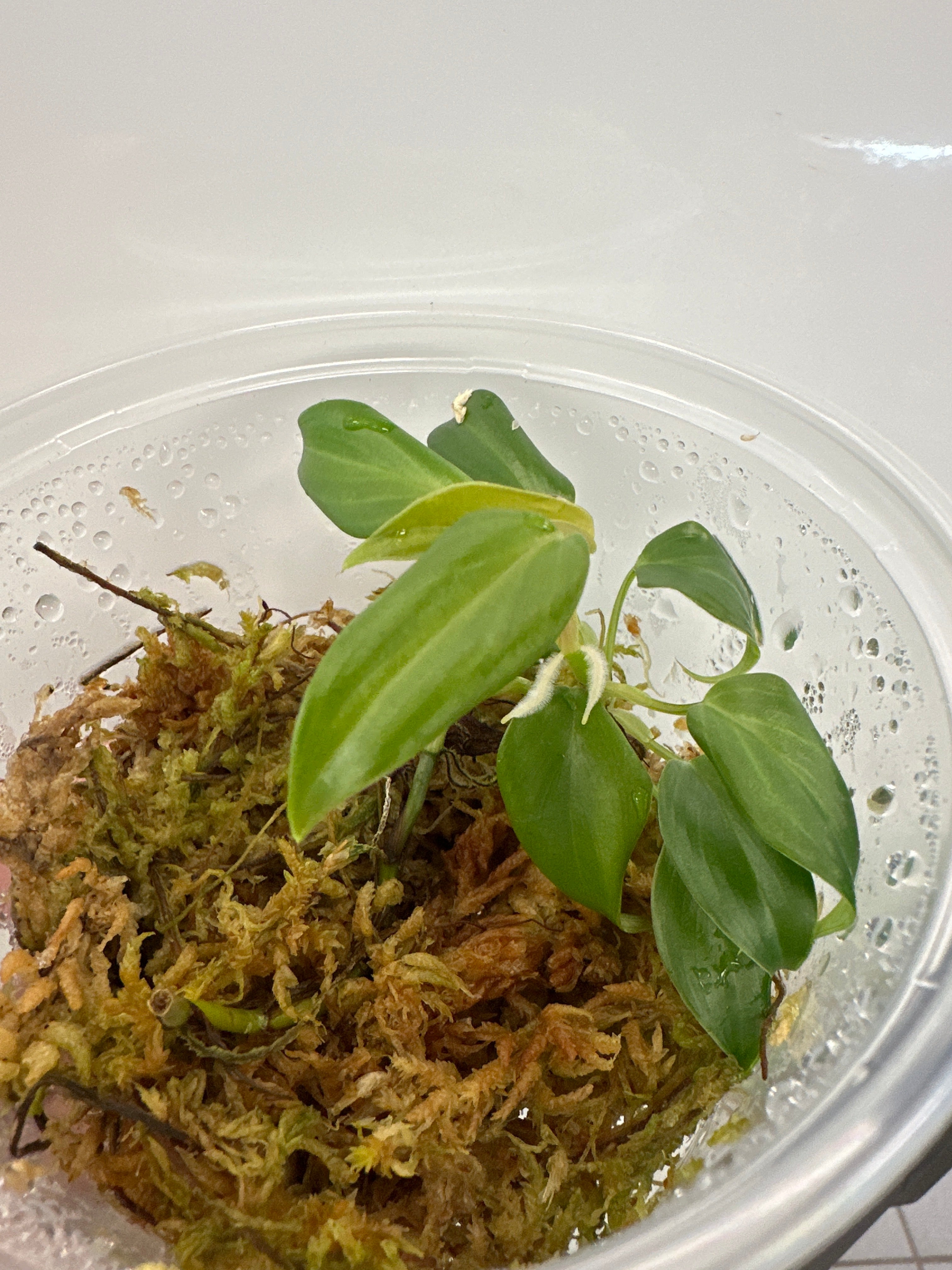 Philodendron Sp. « Tarapoto » Pérou