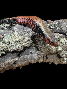 Fire Skink (Lepidothyris fernandi)