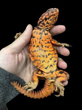 Red Saharan Uromastyx