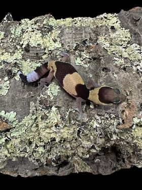 African Fat-tailed Gecko (Hemitheconyx caudicinctus) (Normal)
