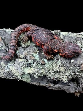 Red Saharan Uromastyx