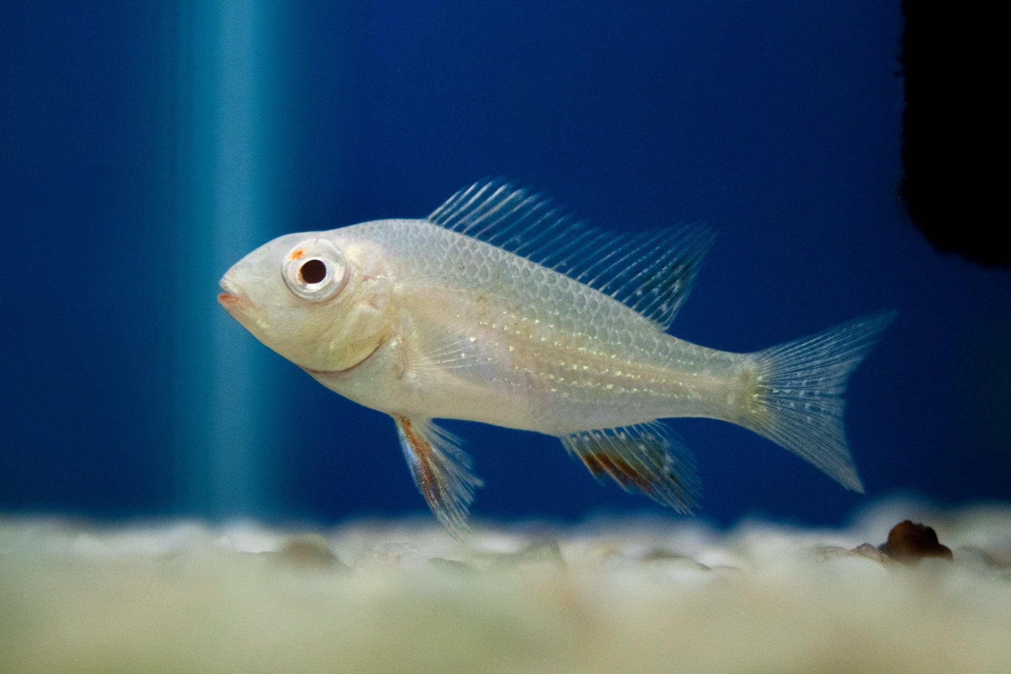 Acara albinos Threadfin 'Luo Han'