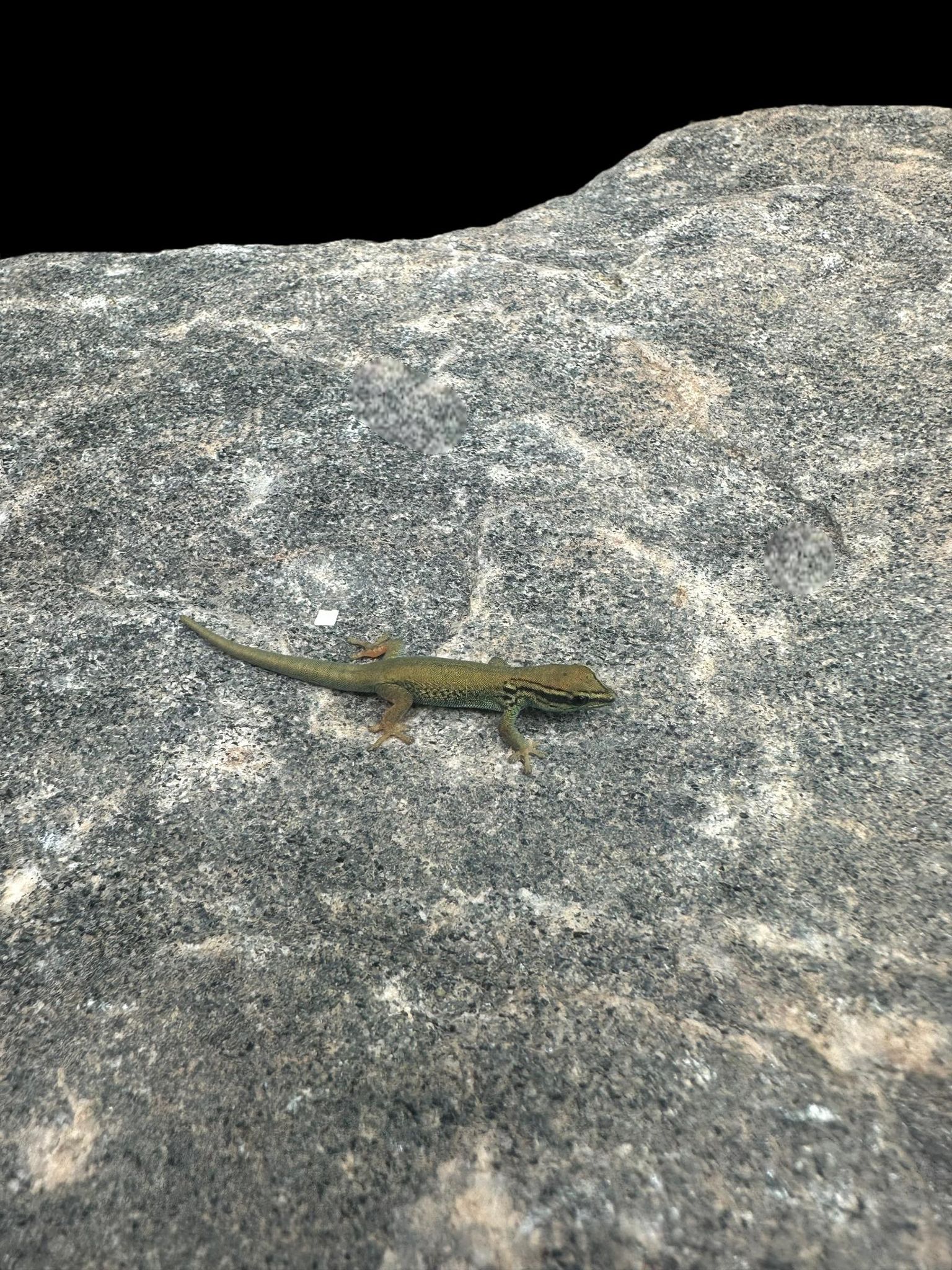 Electric Blue Day Gecko