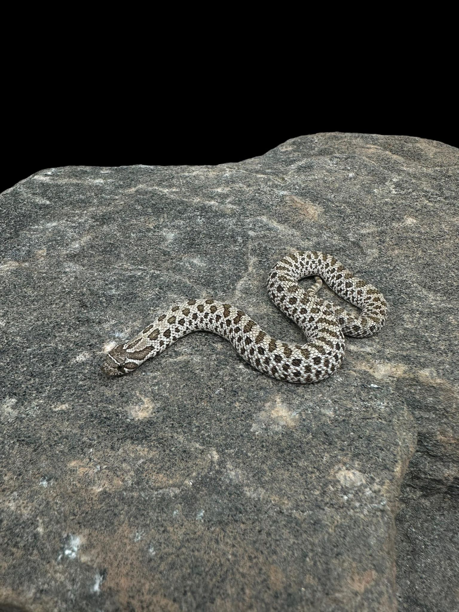 Western Hognose (Arctic Watermelon)