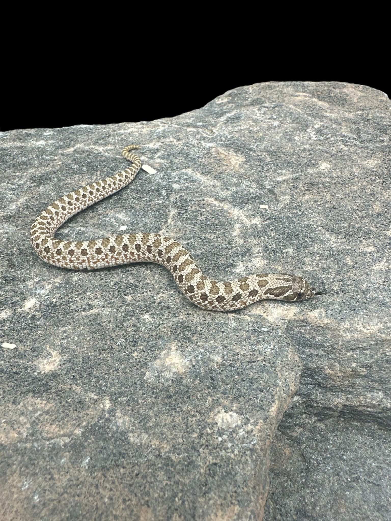 Western Hognose (Normal Het Coral)