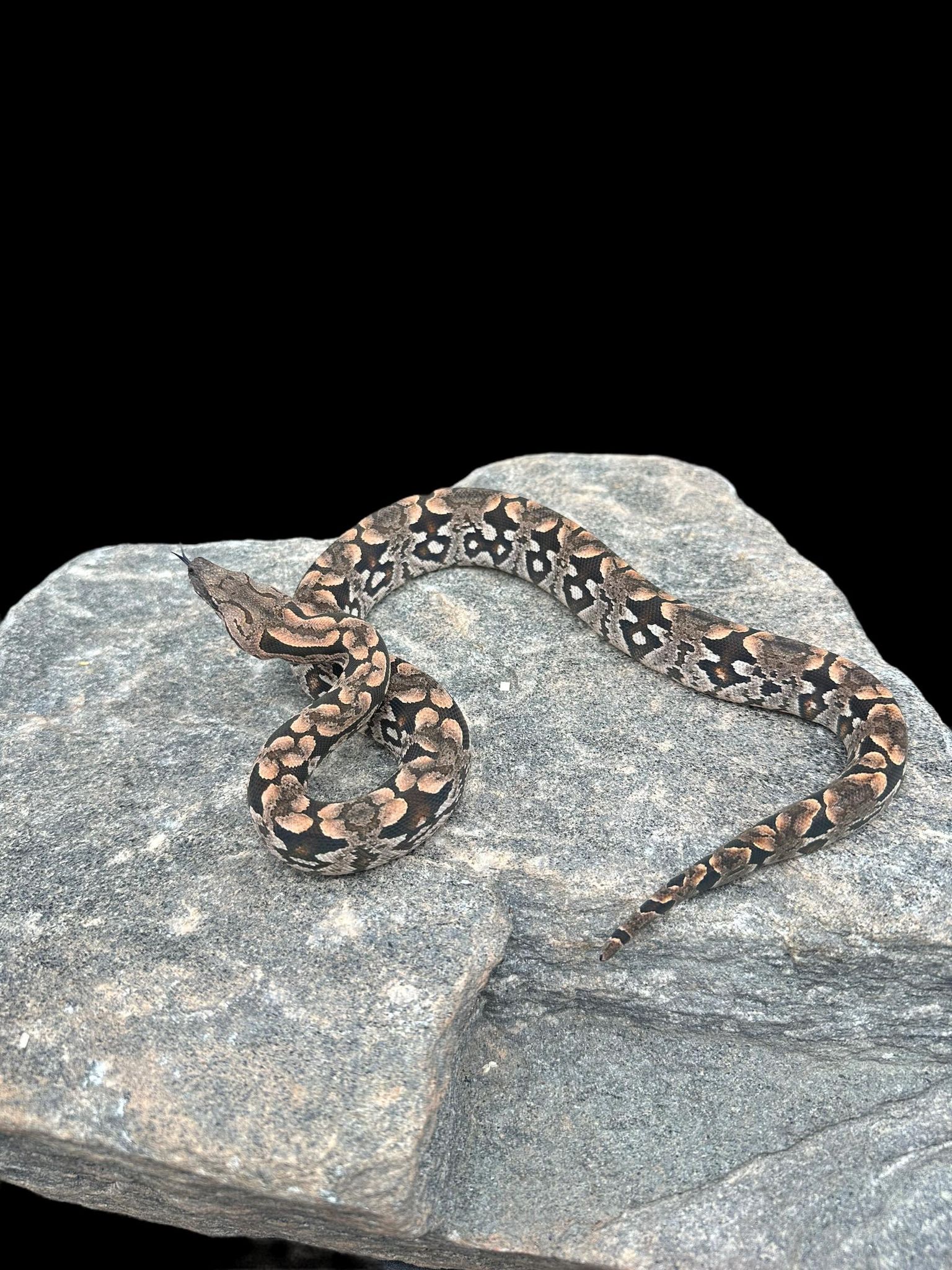 Dumeril's Boa