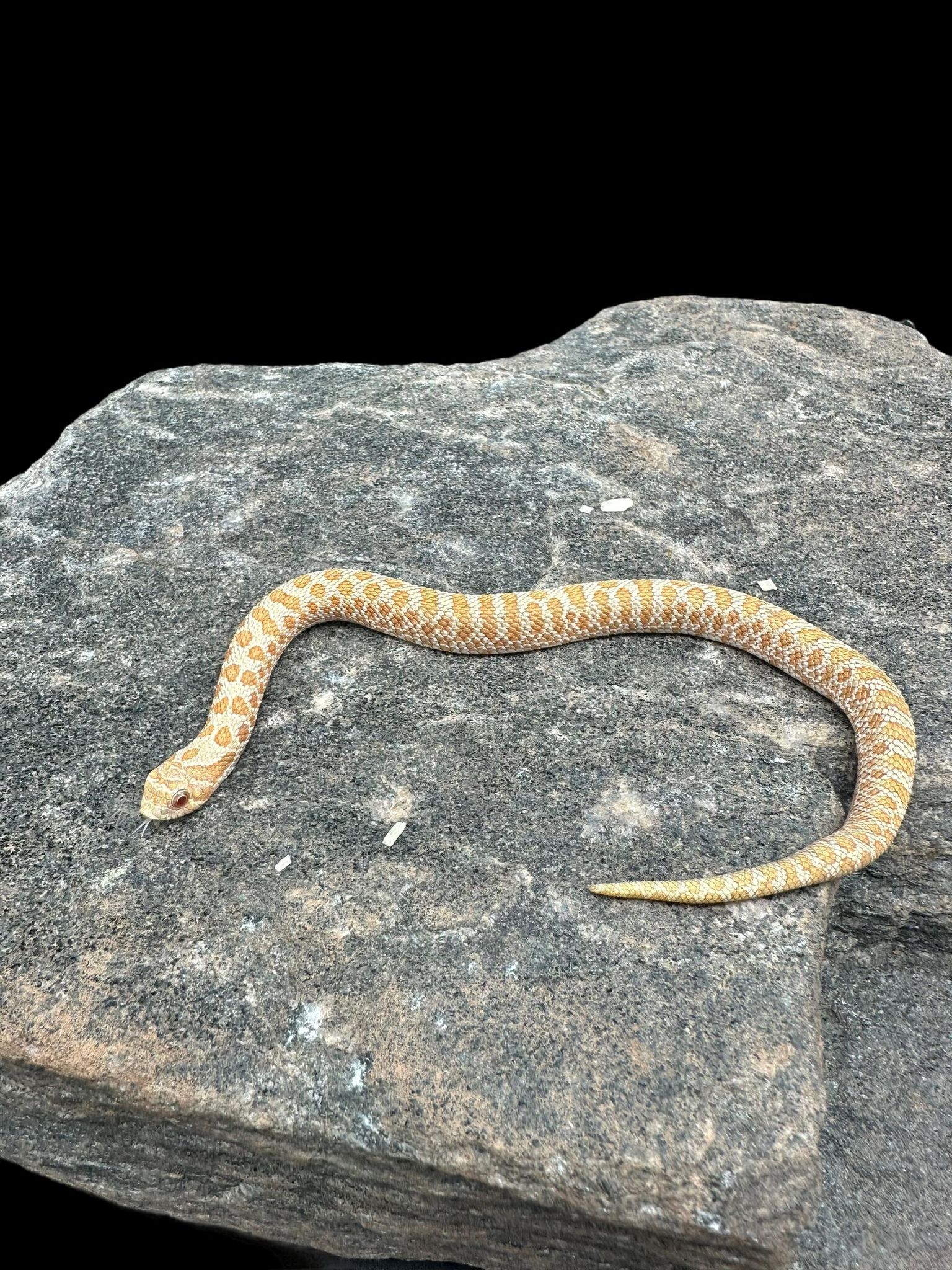 Western Hognose (Albino)