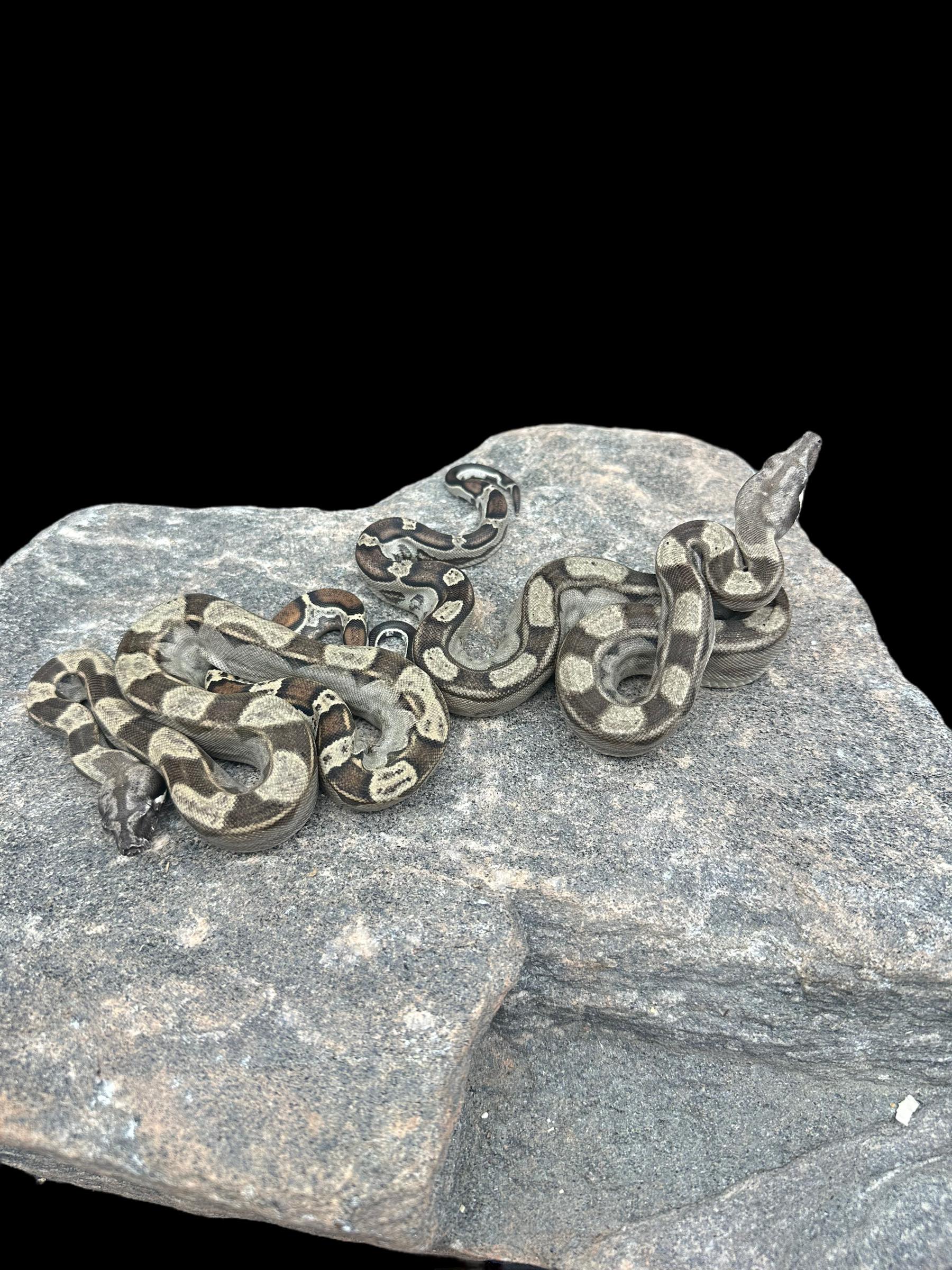 BCI (Motley Het VPI)