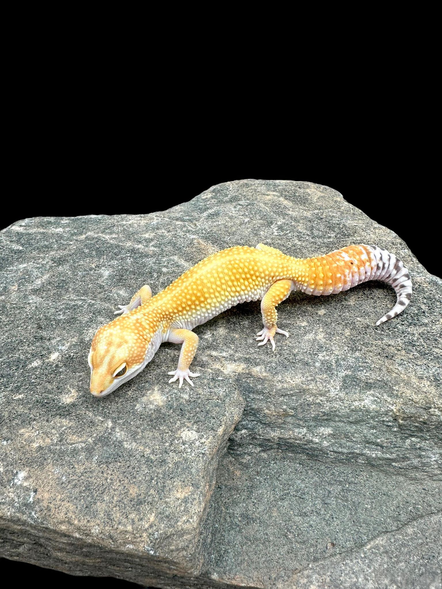 Leopard Gecko (White and Yellow) Adult CBB