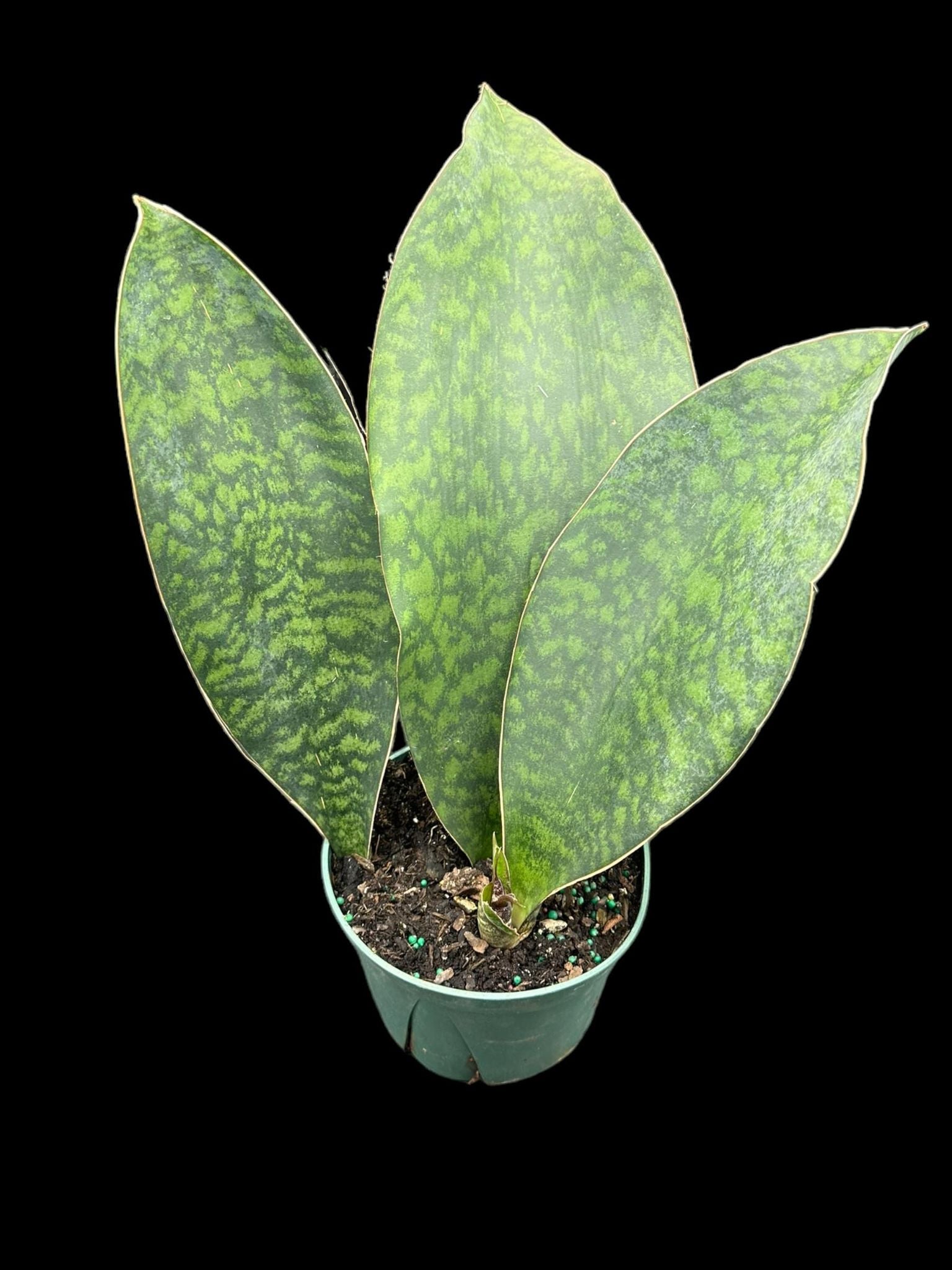 Sansevieria à ailerons de baleine