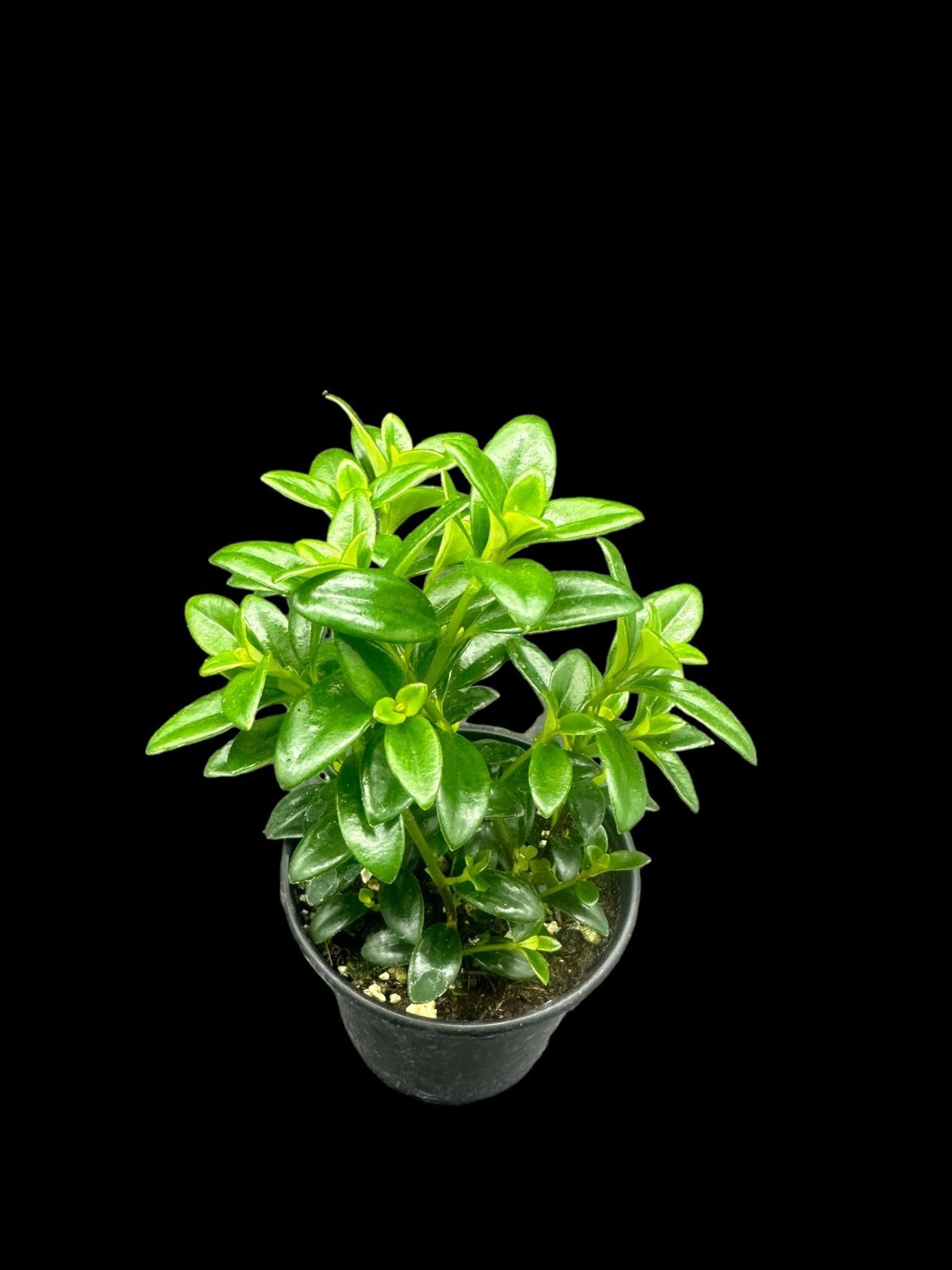 Plante poisson rouge 'Mini Green'