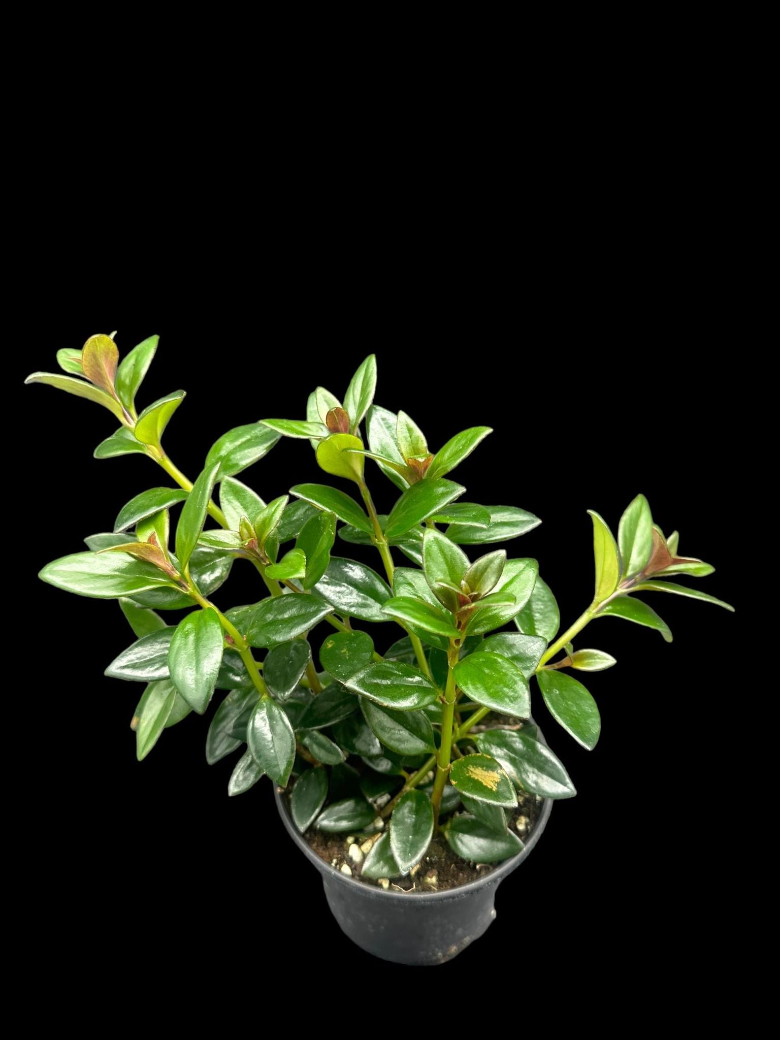 Black & Gold Goldfish Plant