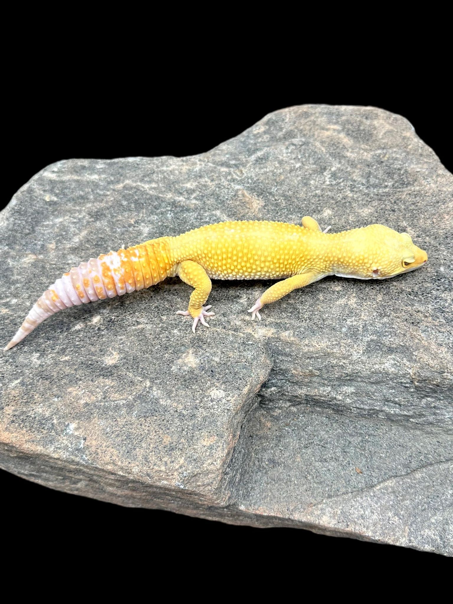 Leopard Gecko (Bell Sunglow) Juvenile
