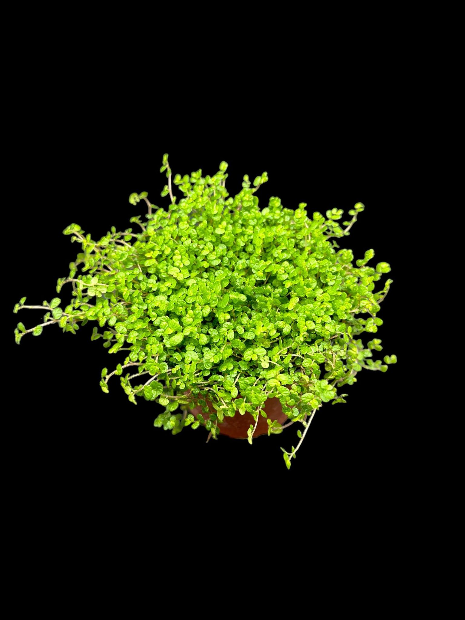 Les larmes du bébé