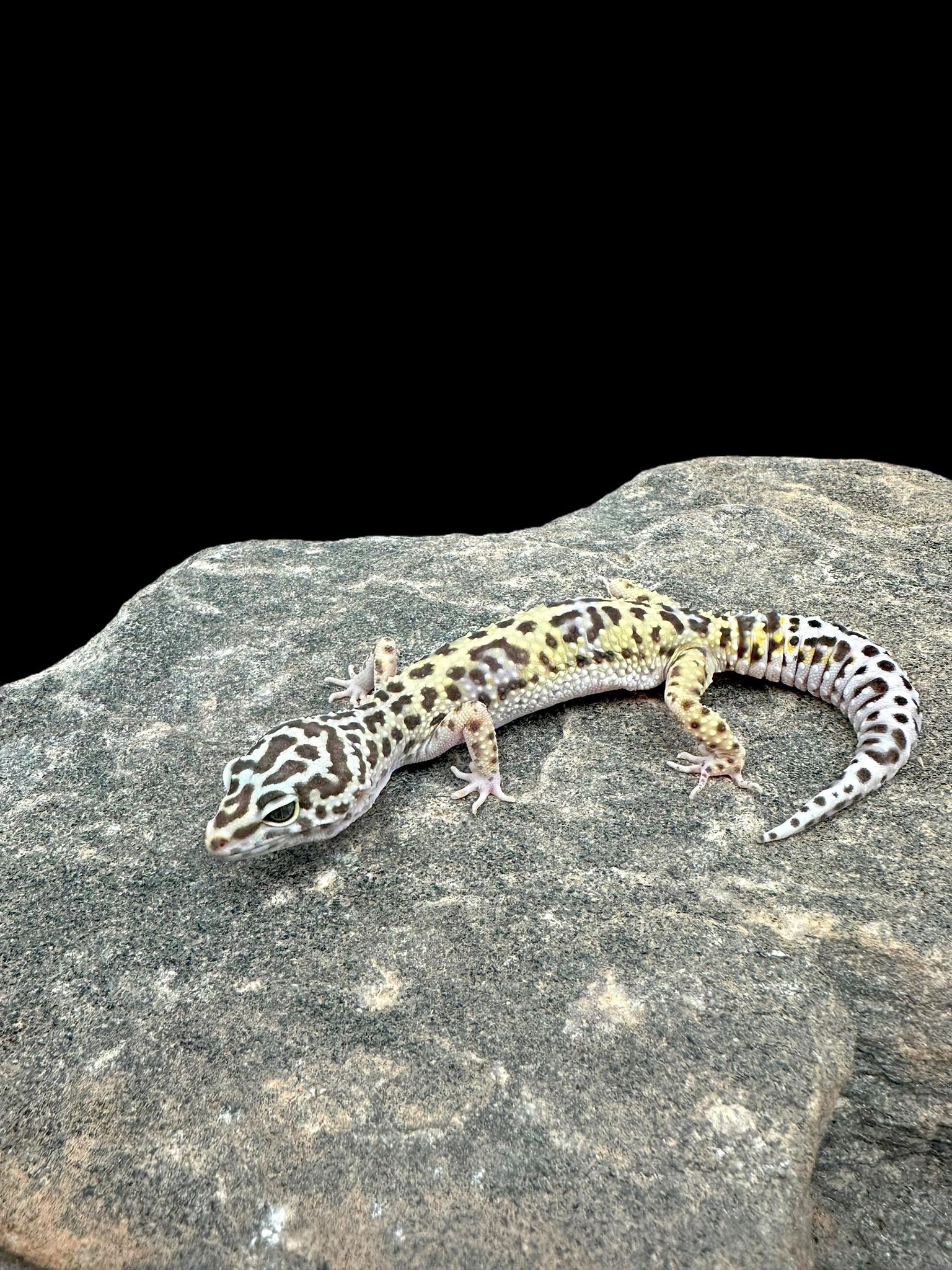 Leopard Gecko (TUG Snow)