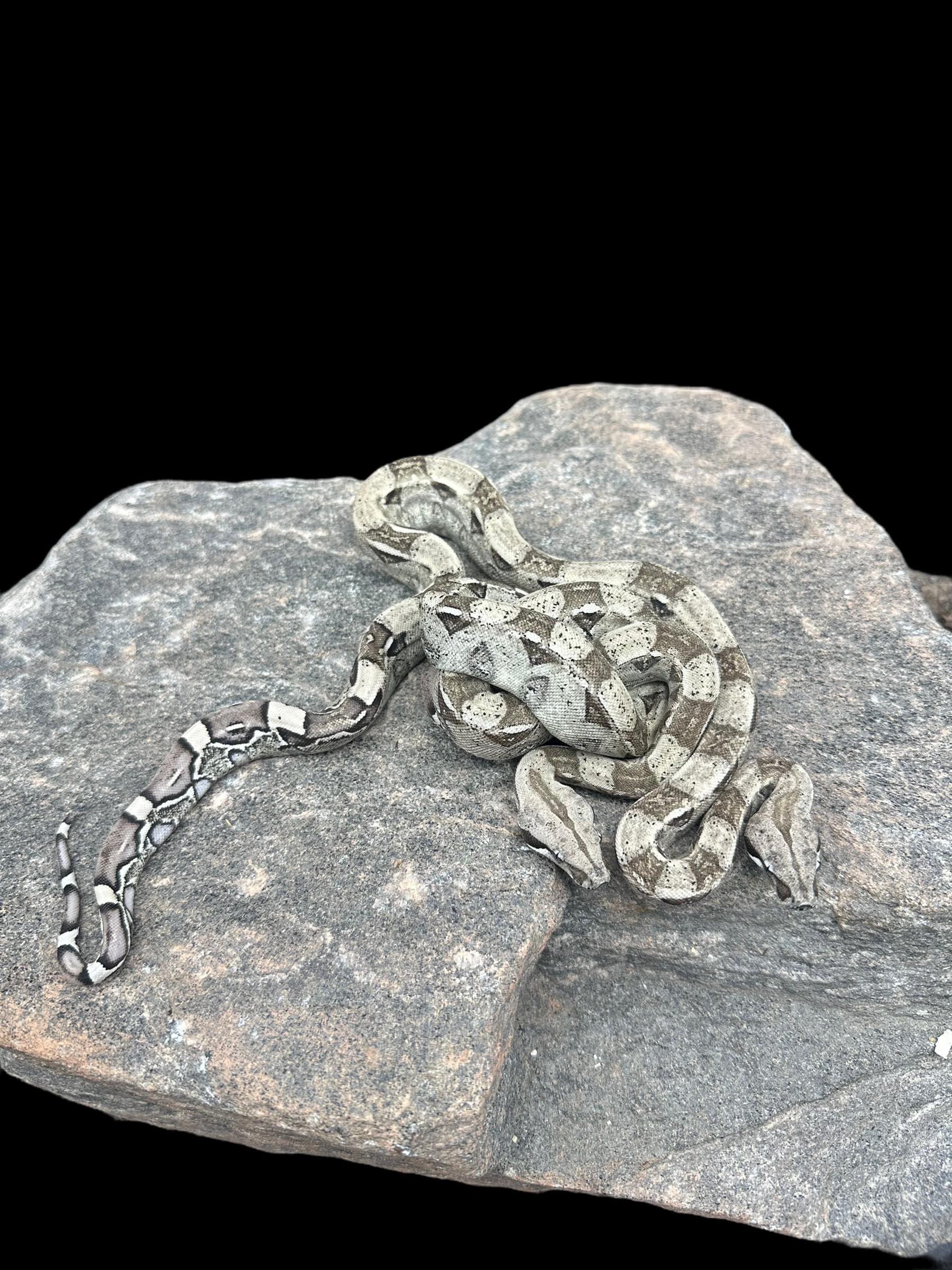 B.C.I (Anery Het Kahl Snow)