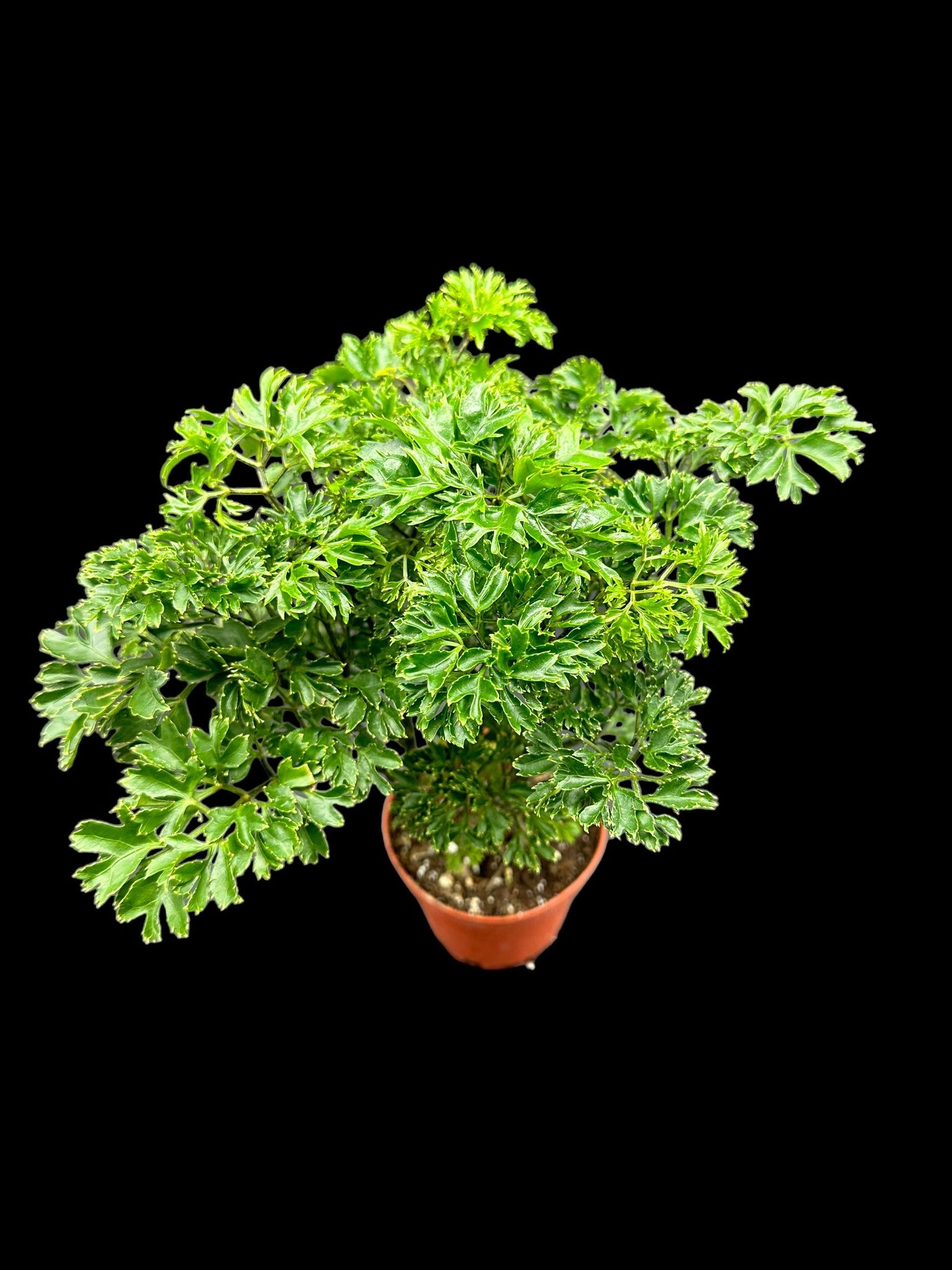 Parsley Aralia