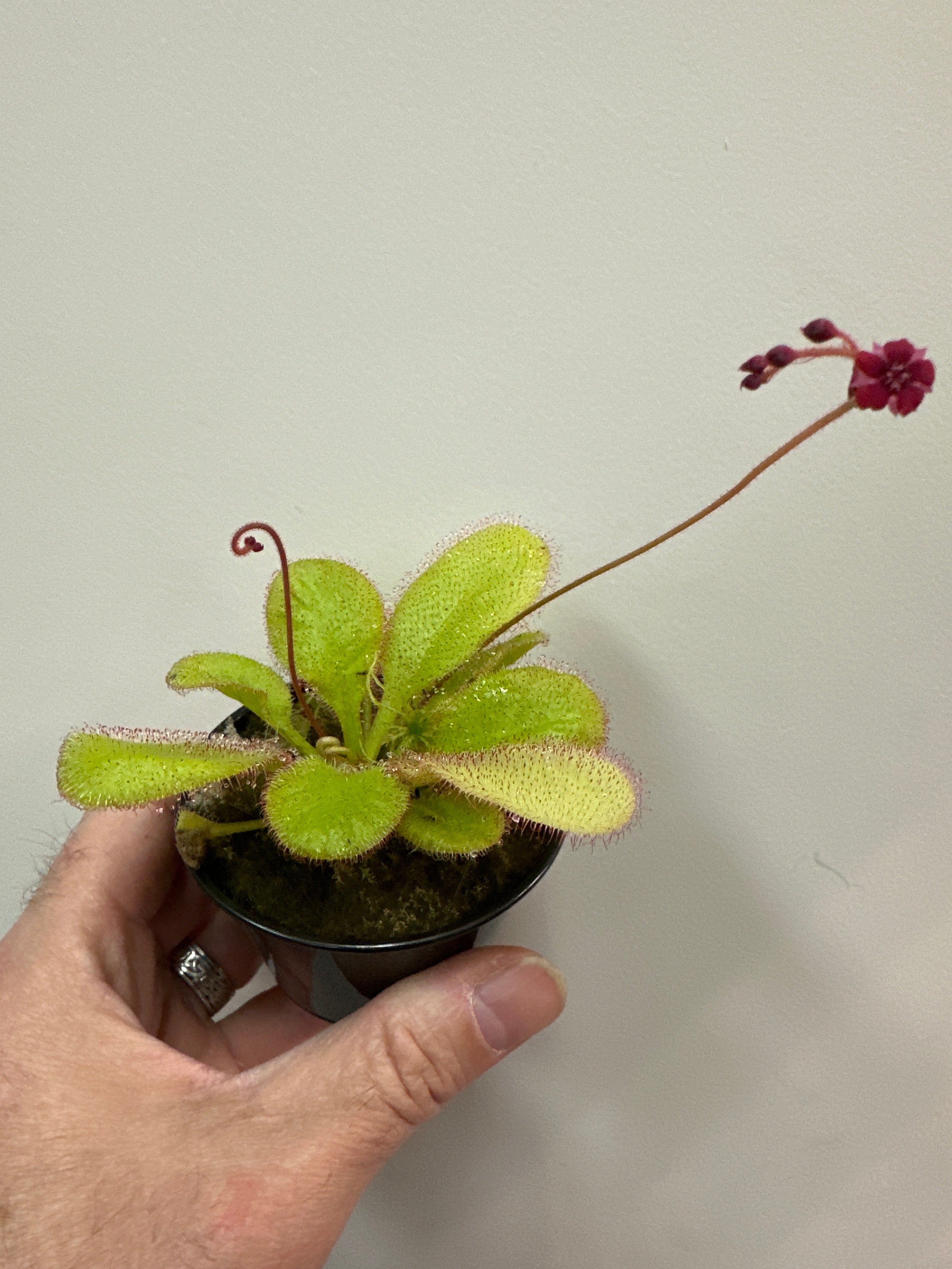 Drosera x Andromède