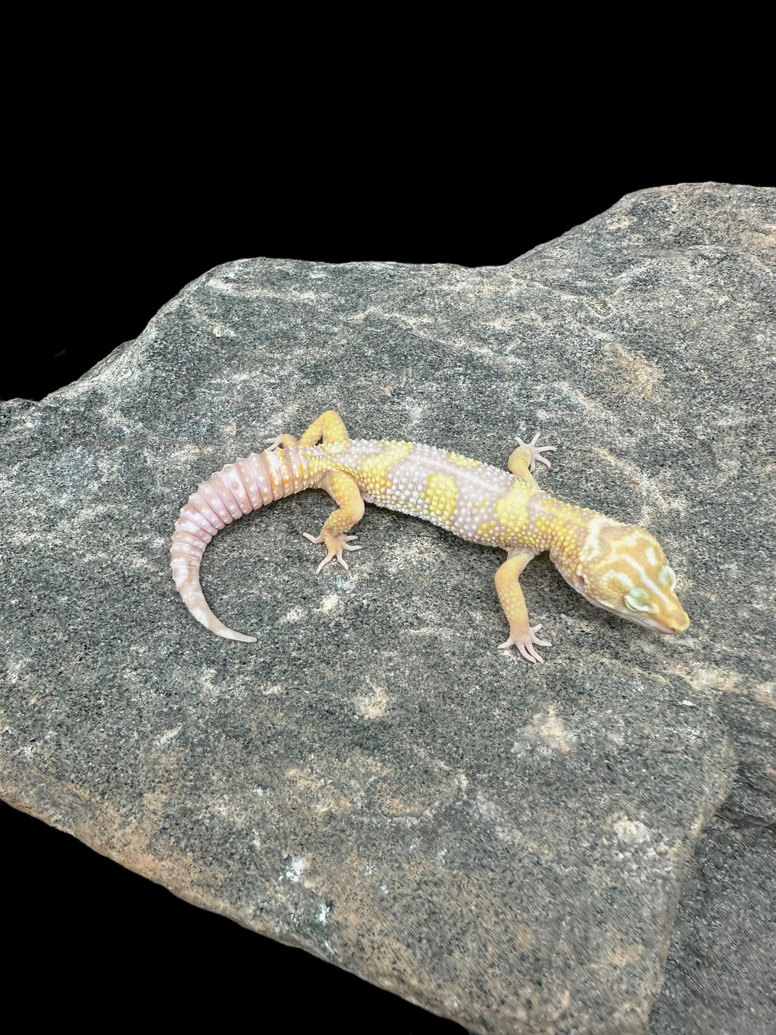 Gecko léopard (fantôme)