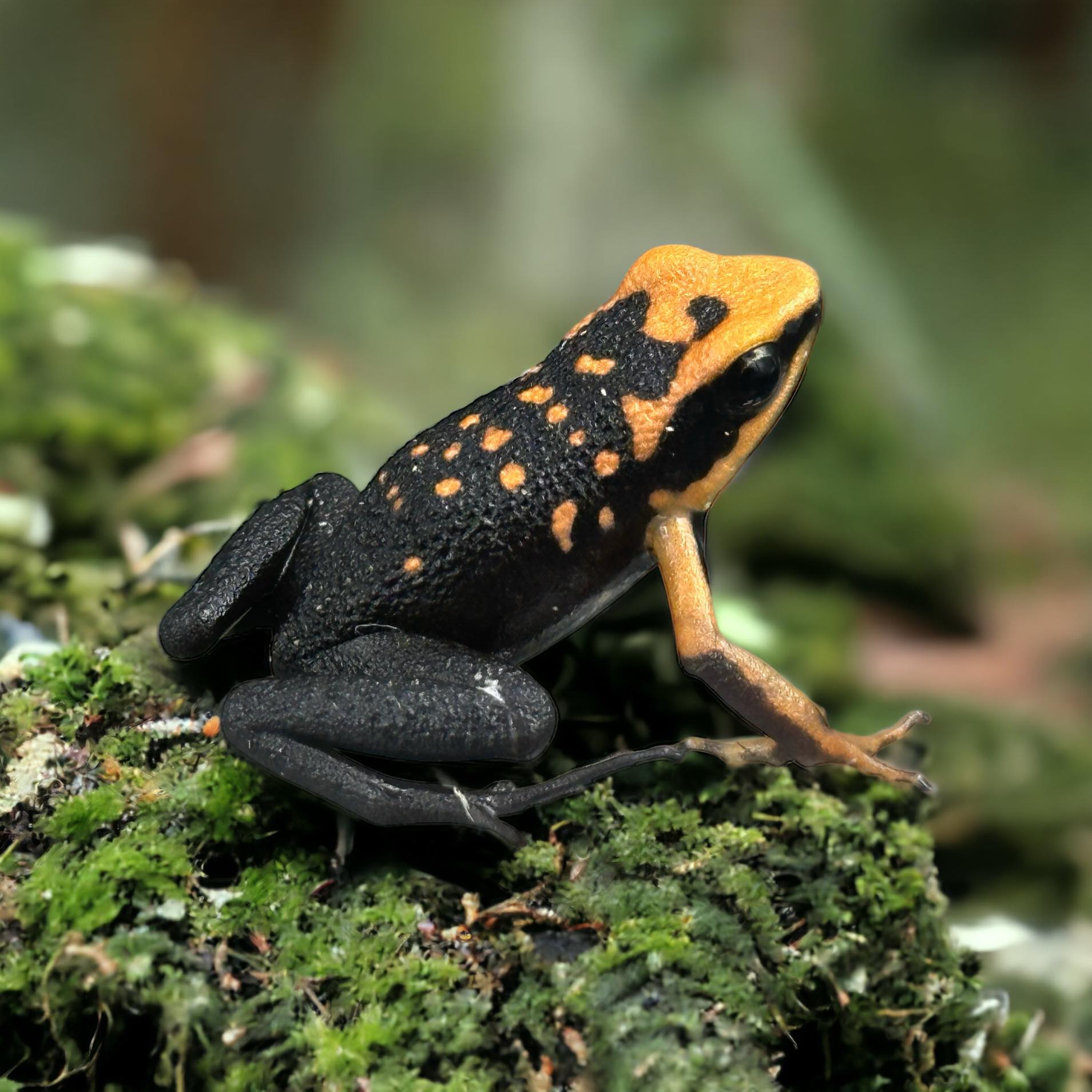 Ameerega silverstonei