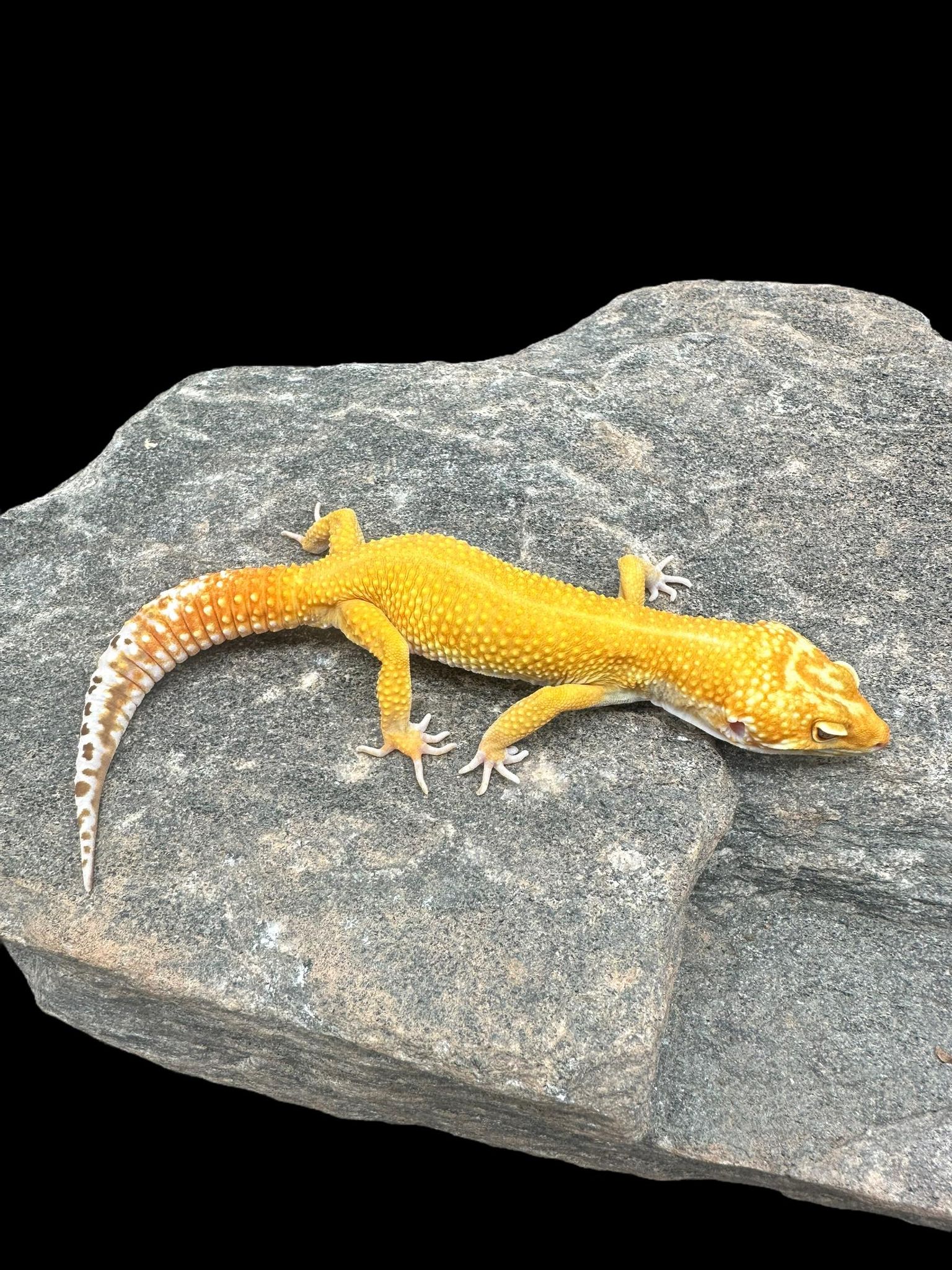 Gecko léopard (Tremper Sunglow)