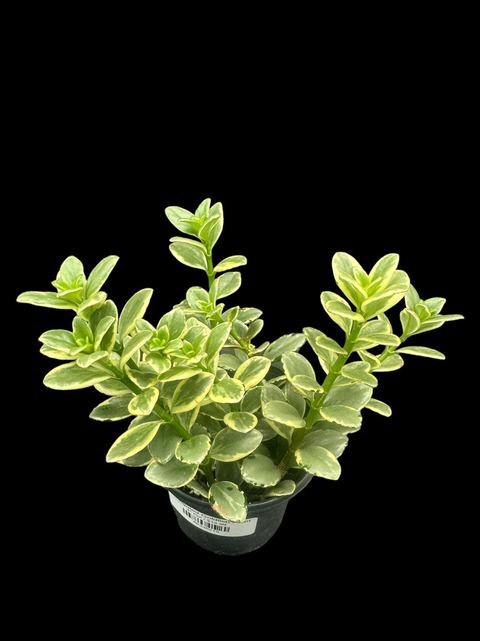 Variegated Goldfish Plant