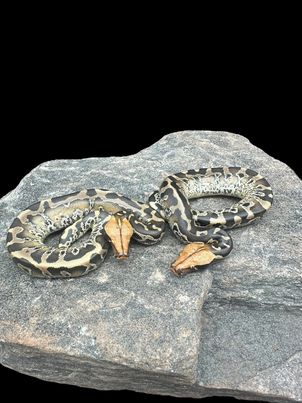 Sumatran Short Tailed Python (Pumpkin Head Het T+) Male