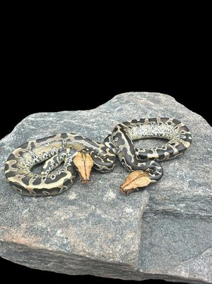 Sumatran Short Tailed Python (Pumpkin Head Het T+) Male CBB