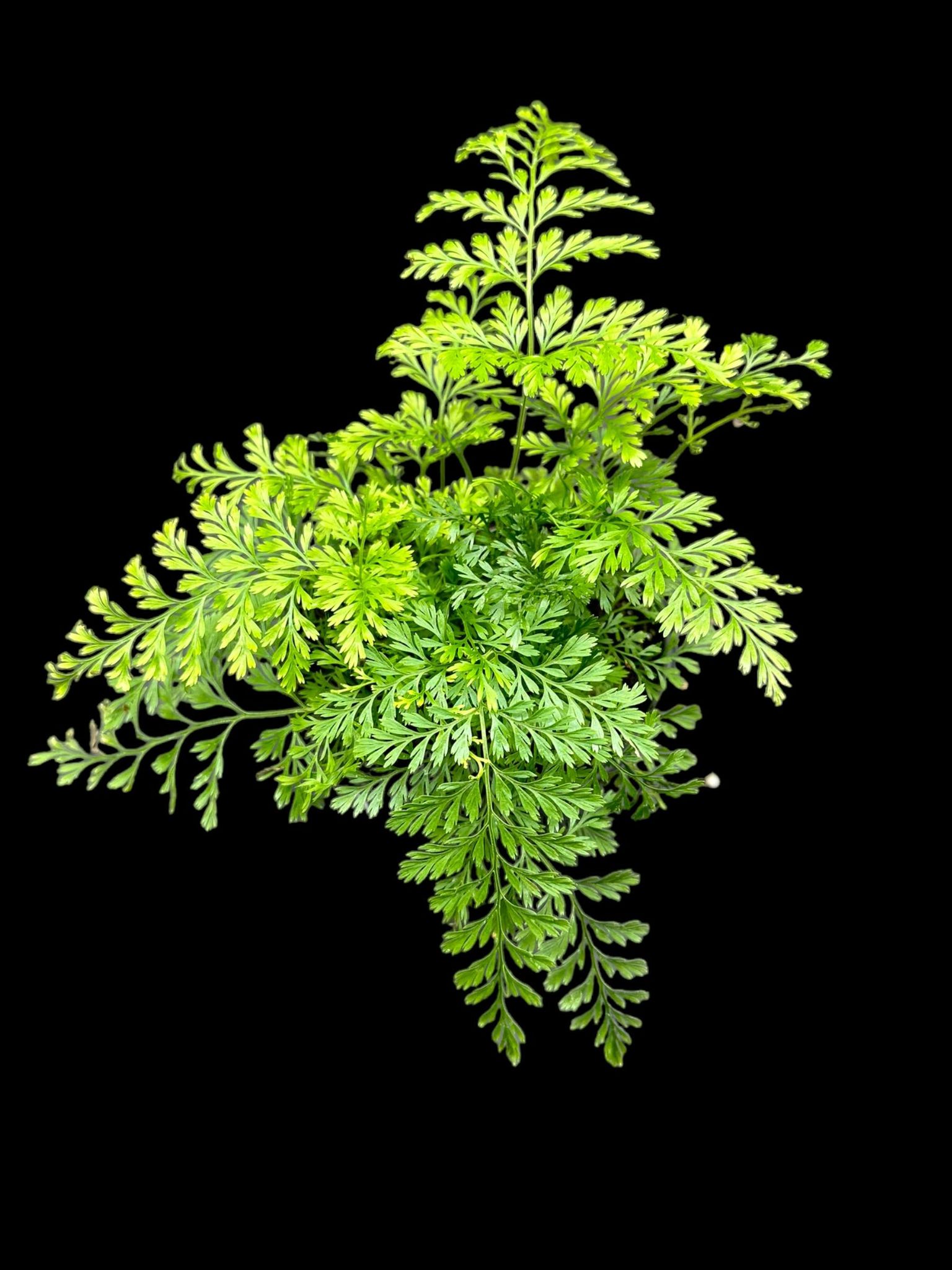 Fougère patte de lapin