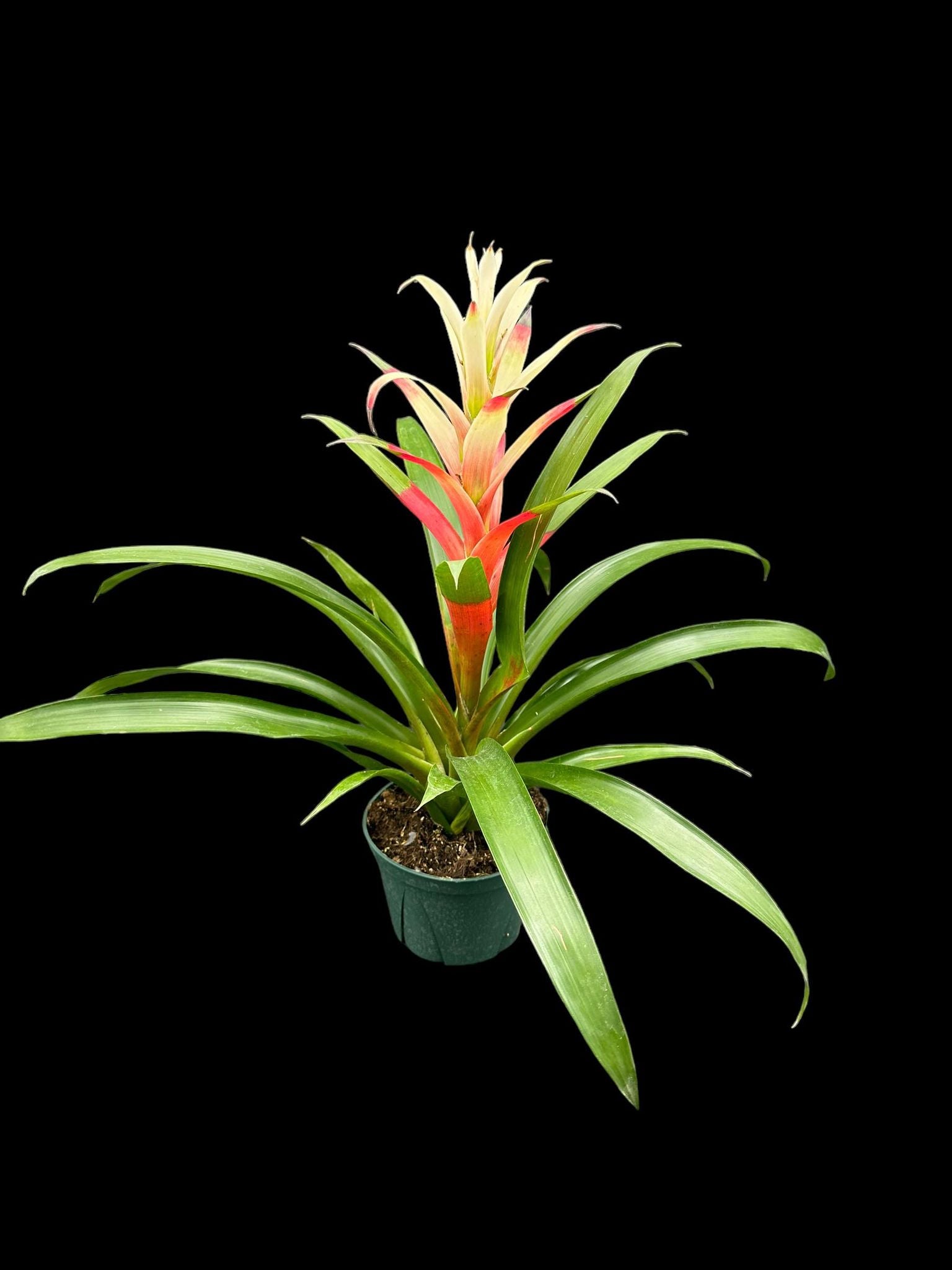 Guzmania 'Kay'