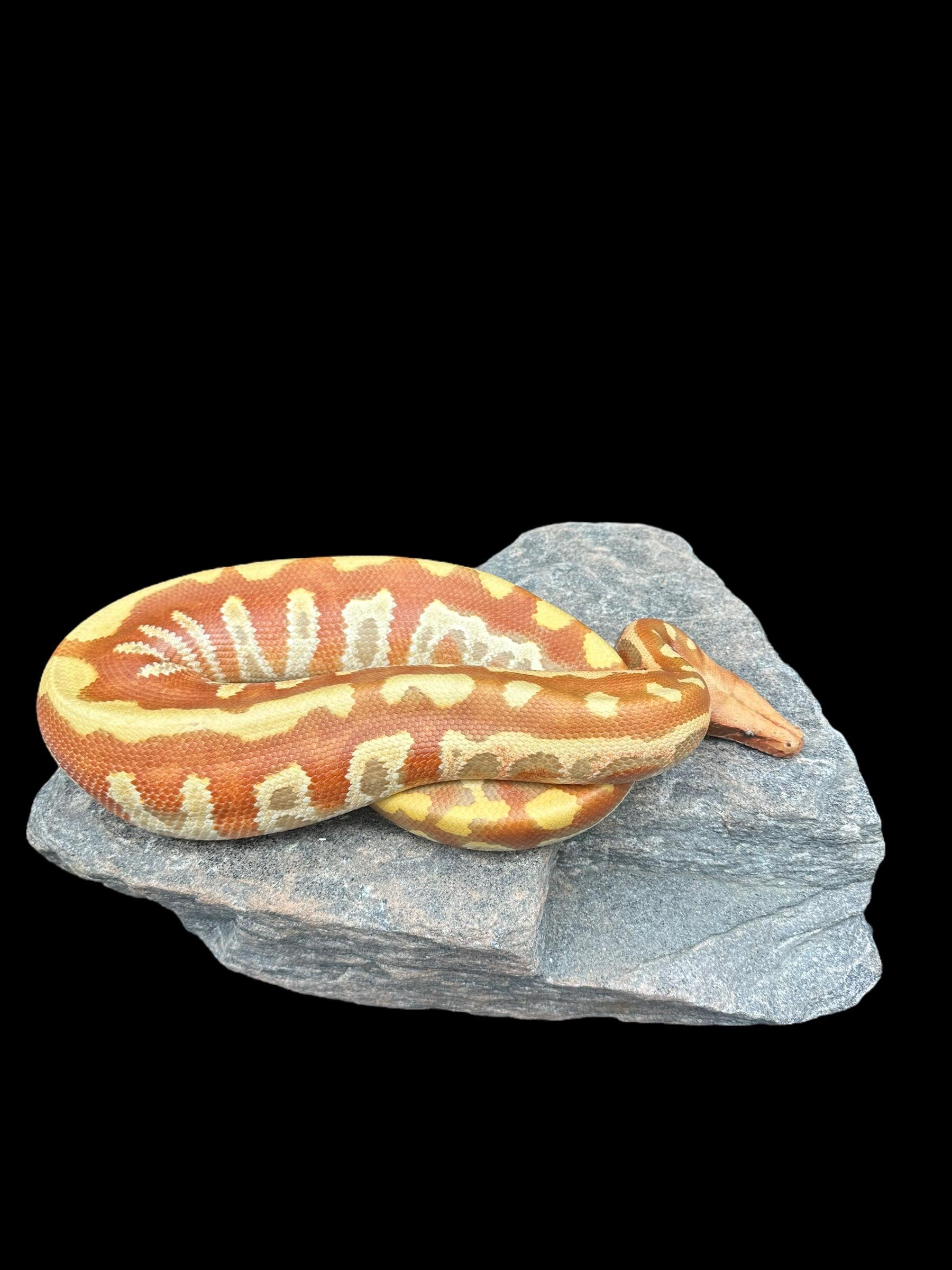 Python sanguin (T+ Albinos)