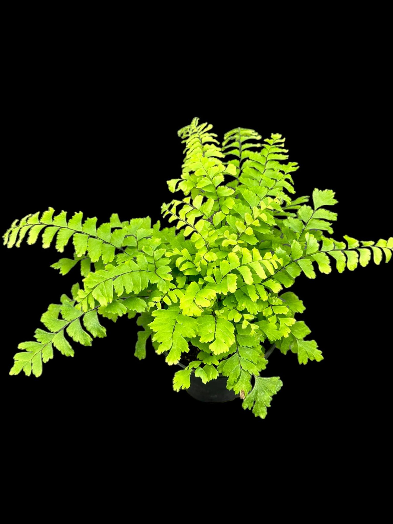 Fougère capillaire - Vénus en bronze