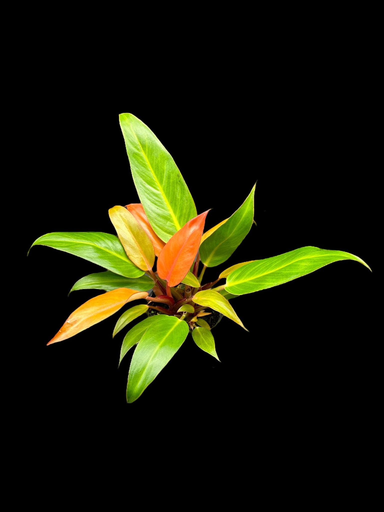 Philodendron 'Soleil Rouge'