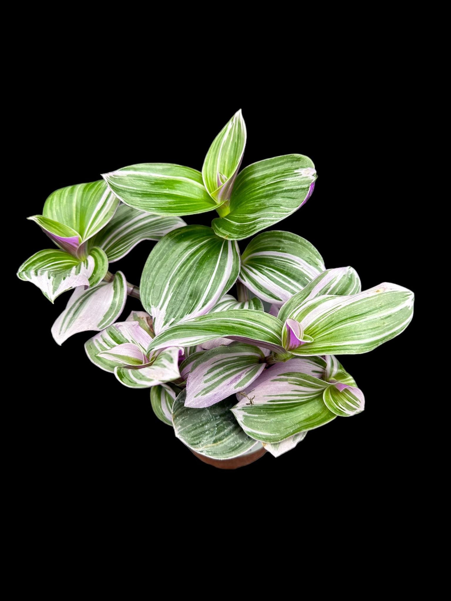 Lilas Tradescantia Nanouk