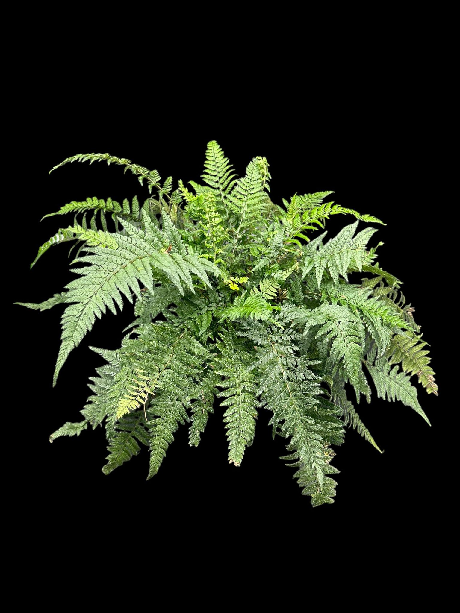 Fougère de roche coréenne