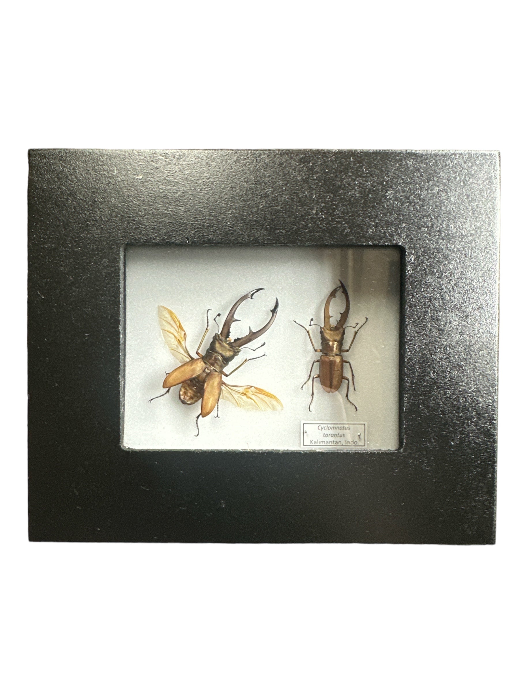 Longjaw Stag Beetle X2 (Cyclomnatus tarantus) - Cadre 2x3"