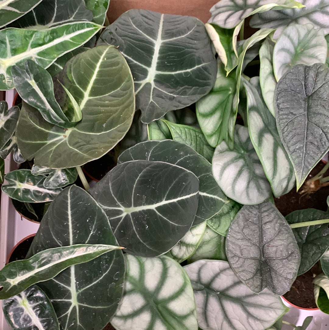 Alocasia Assortiment