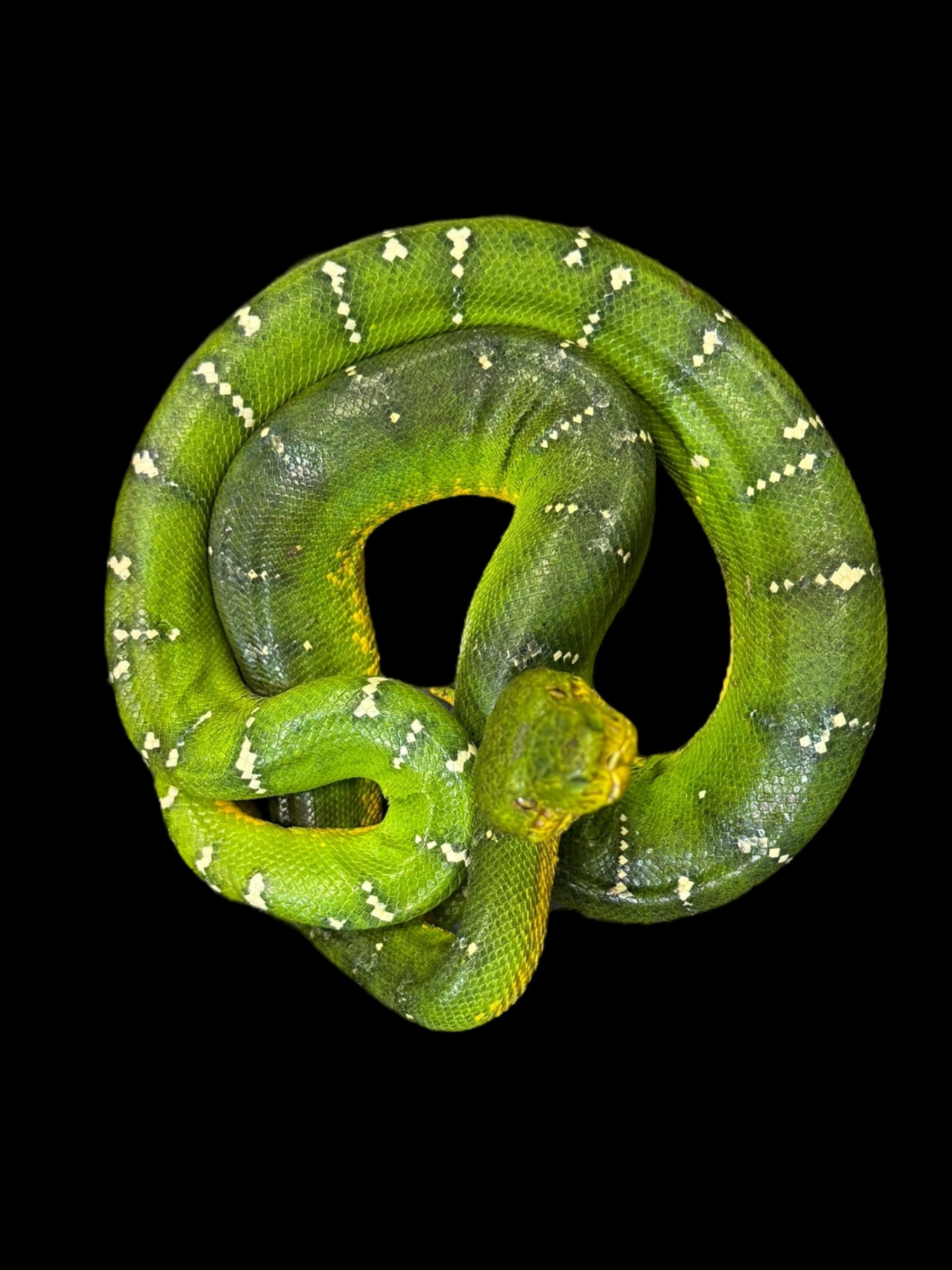 Emerald Tree Boa (Guyana)