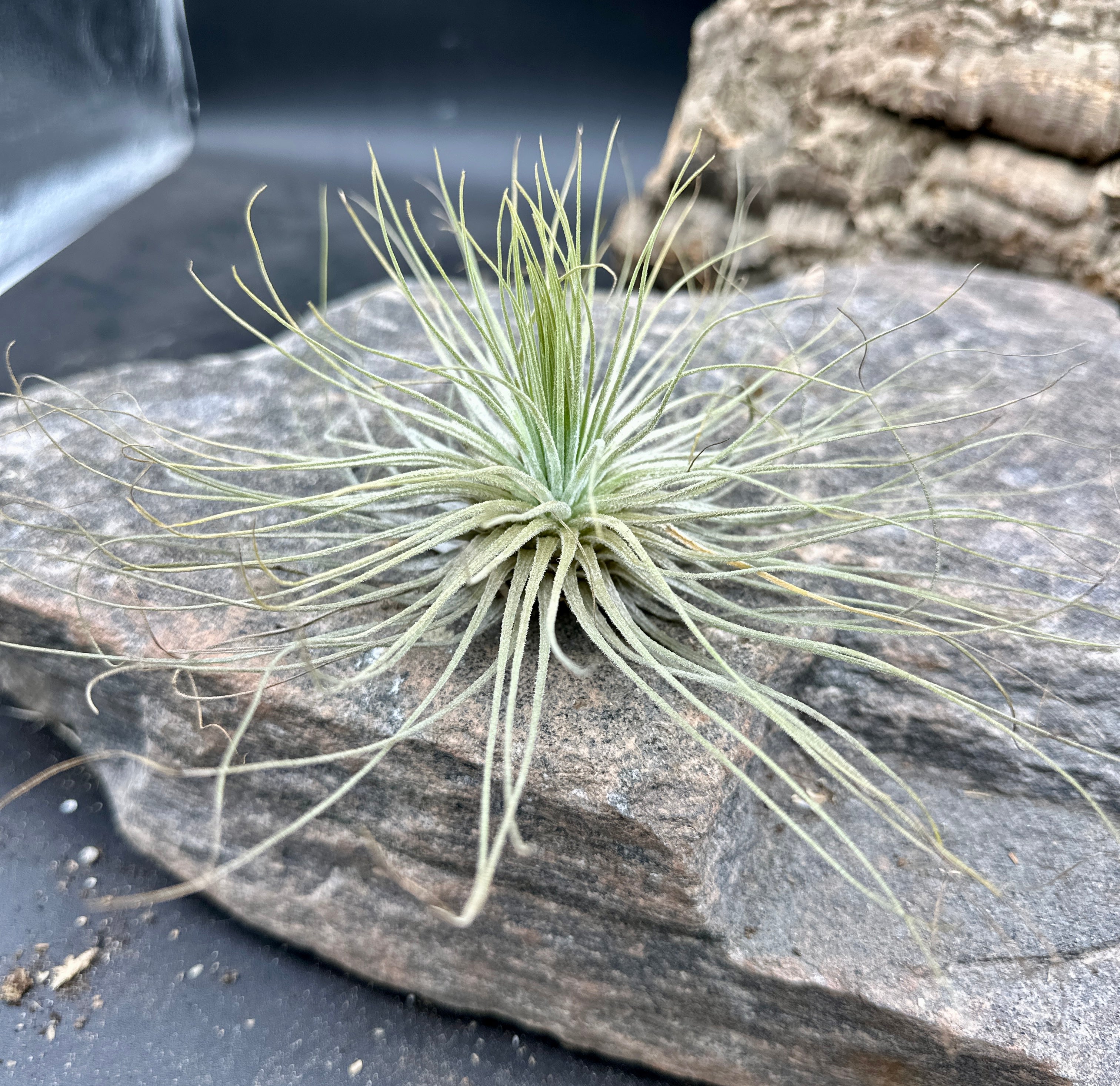 Tillandsia magnusiana