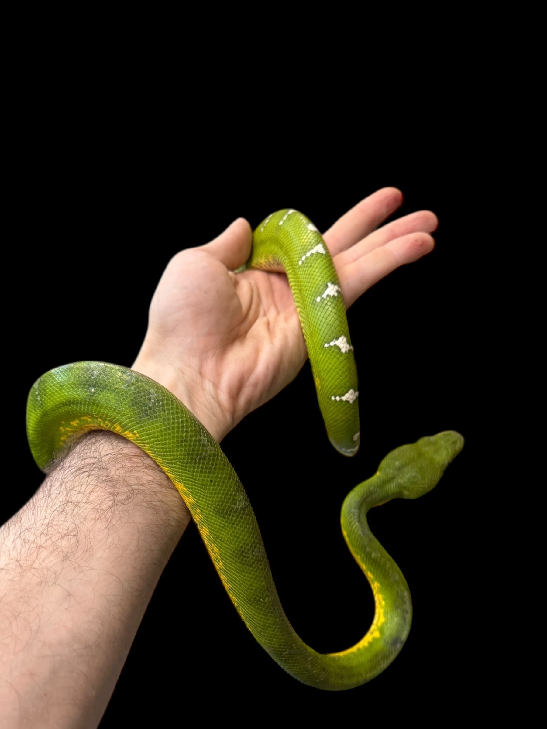 Emerald Tree Boa (Guyana)