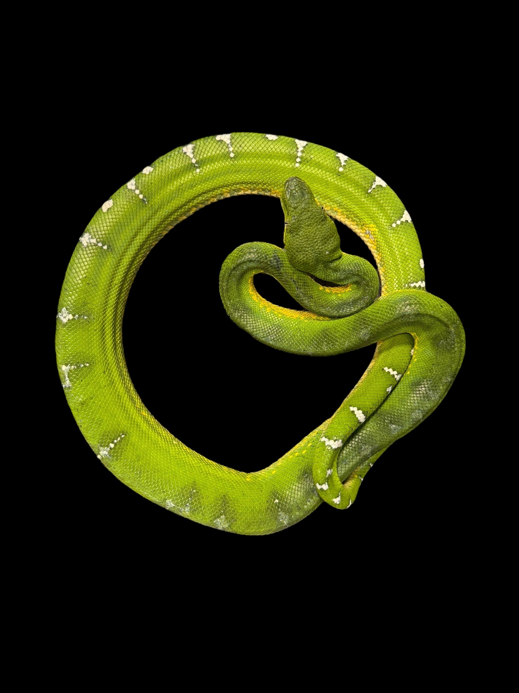 Emerald Tree Boa (Guyana)