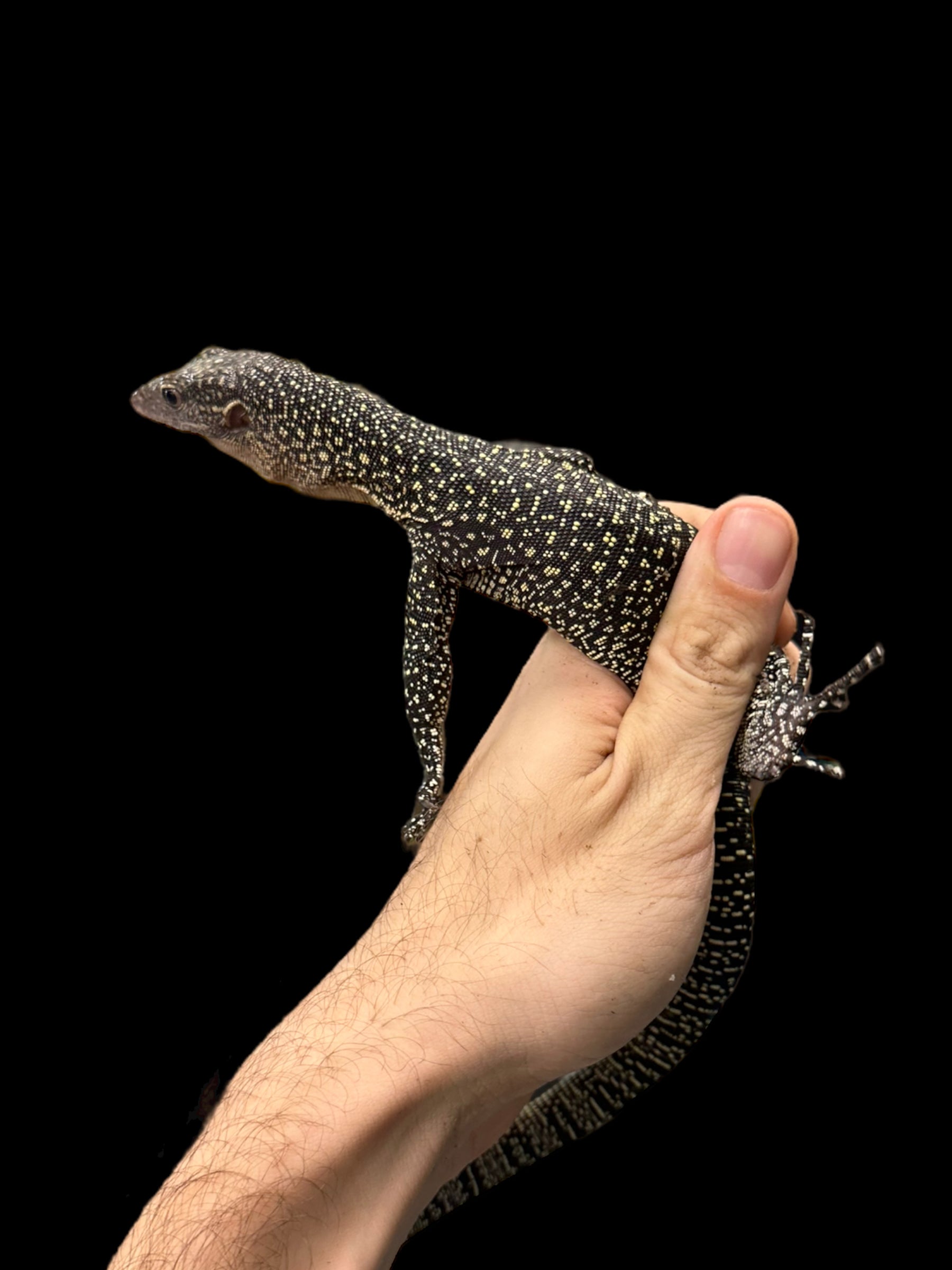 Moniteur de mangrove (Varanus indicus)