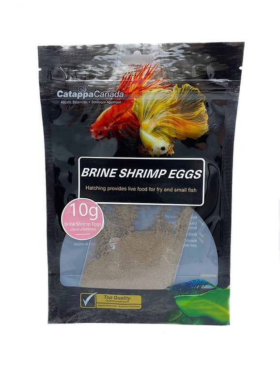 Live brine top shrimp for betta
