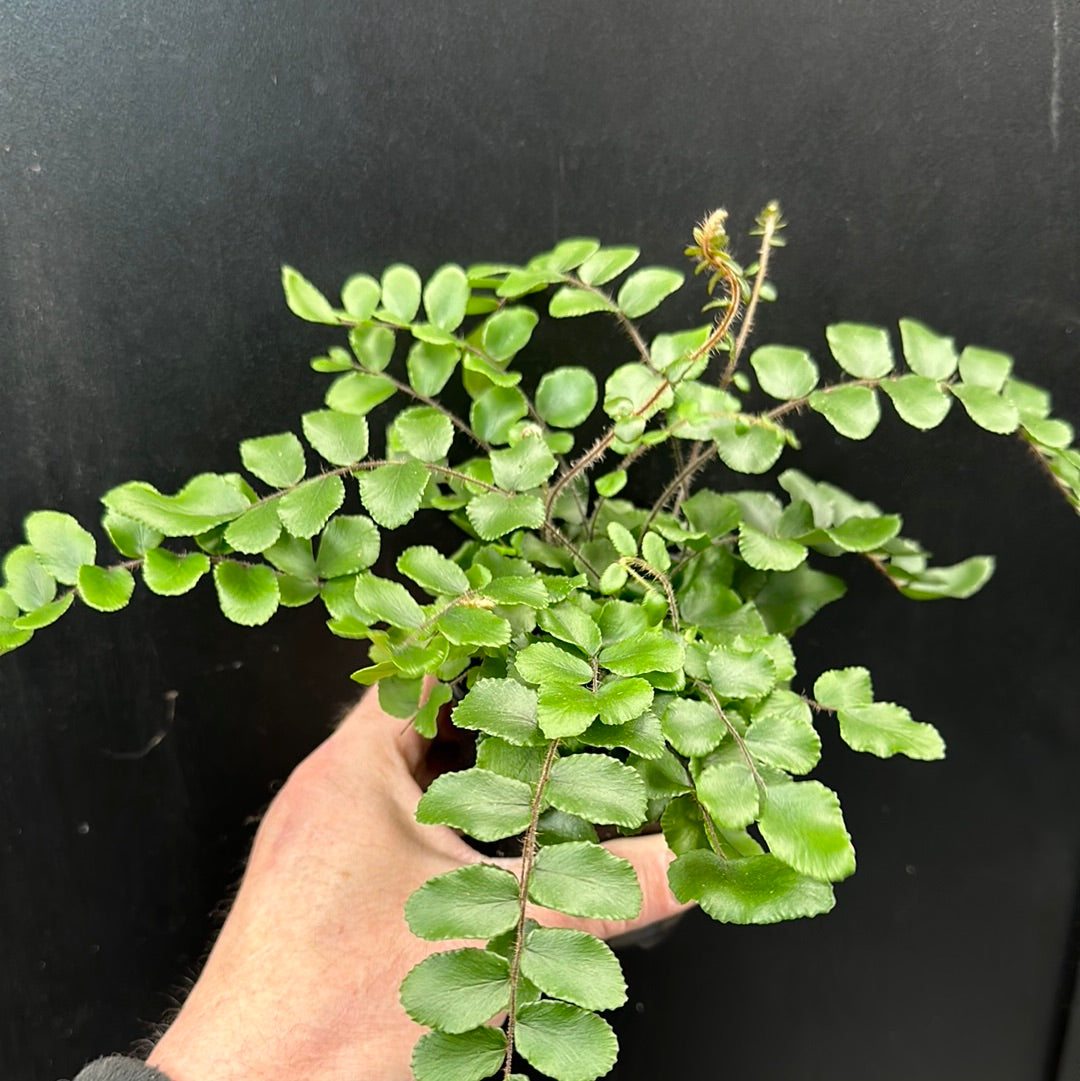 Button Fern