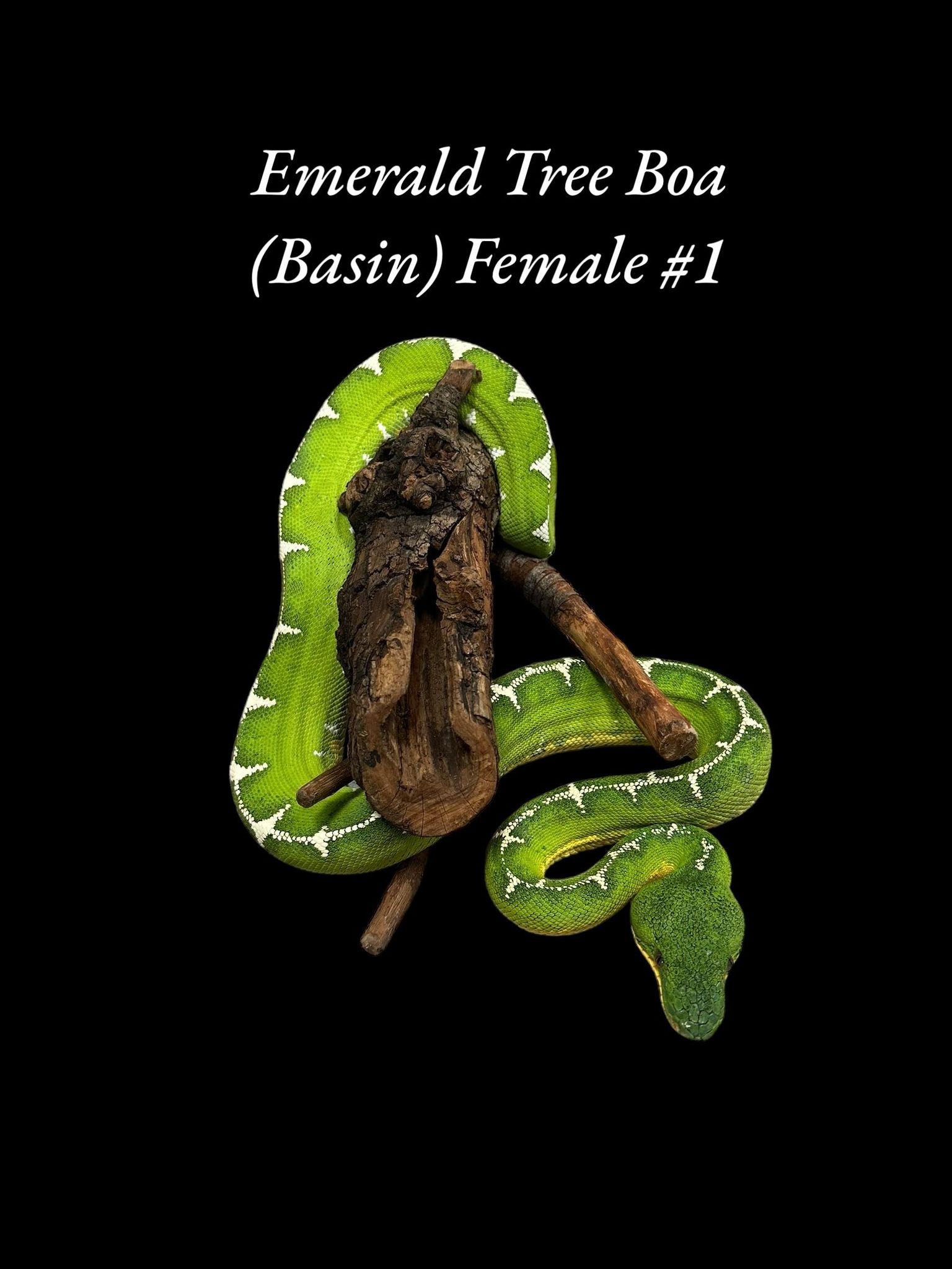 Boa émeraude (Bassin)