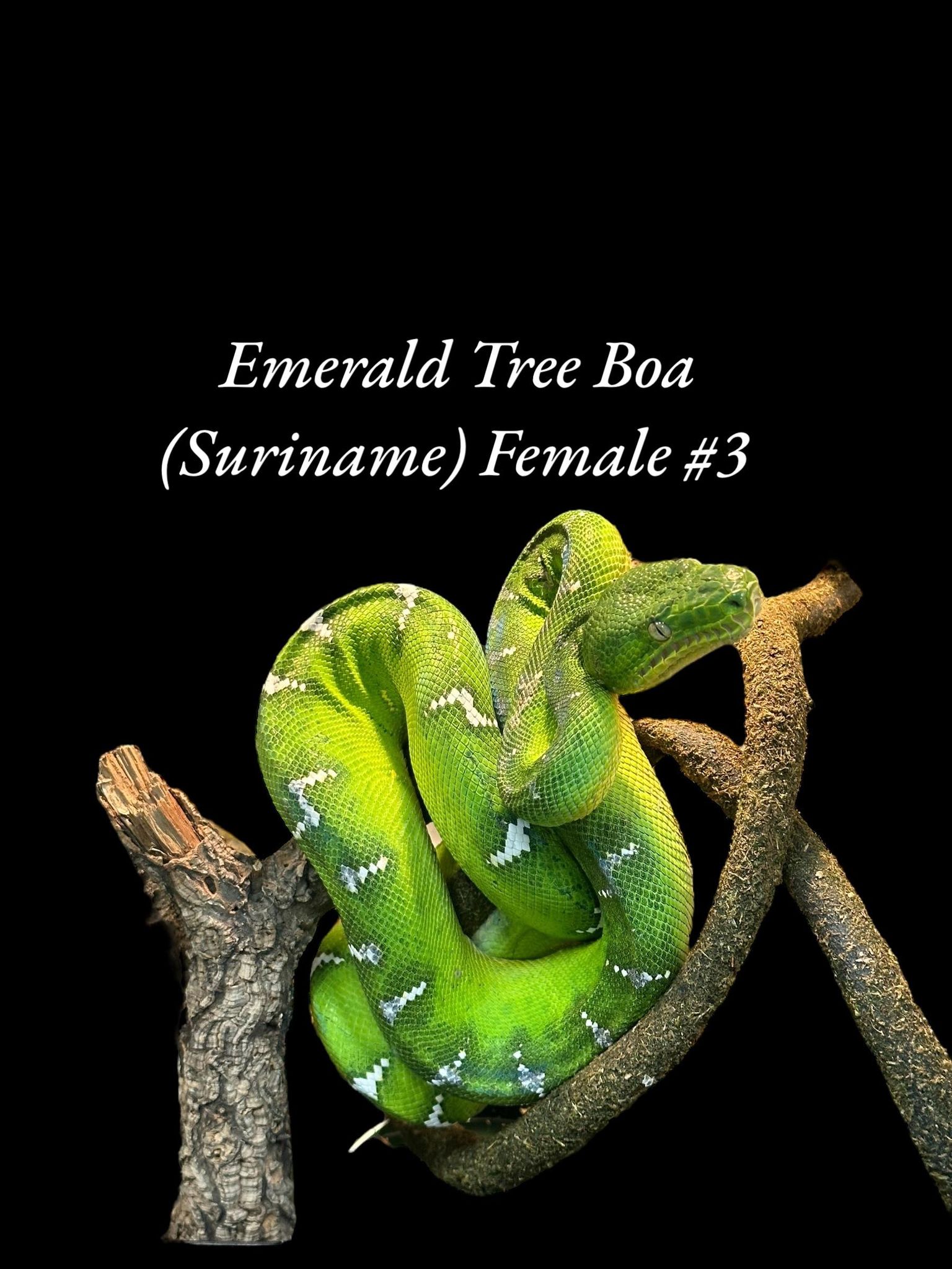 Emerald Tree Boa (Suriname)