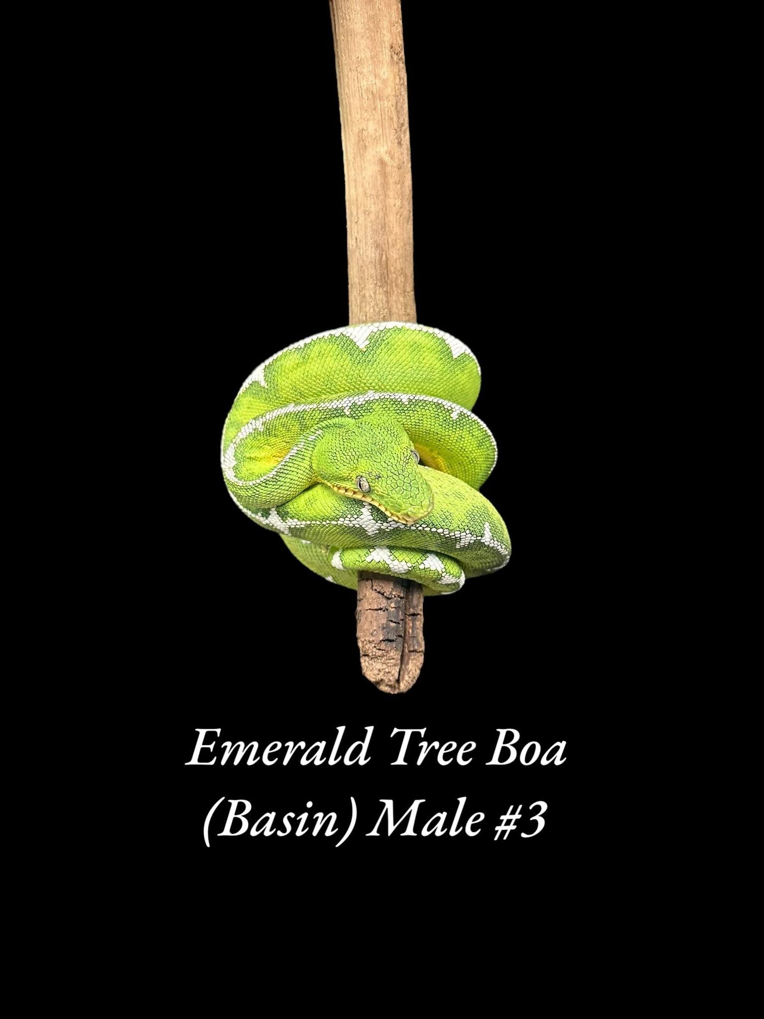 Boa émeraude (Bassin)